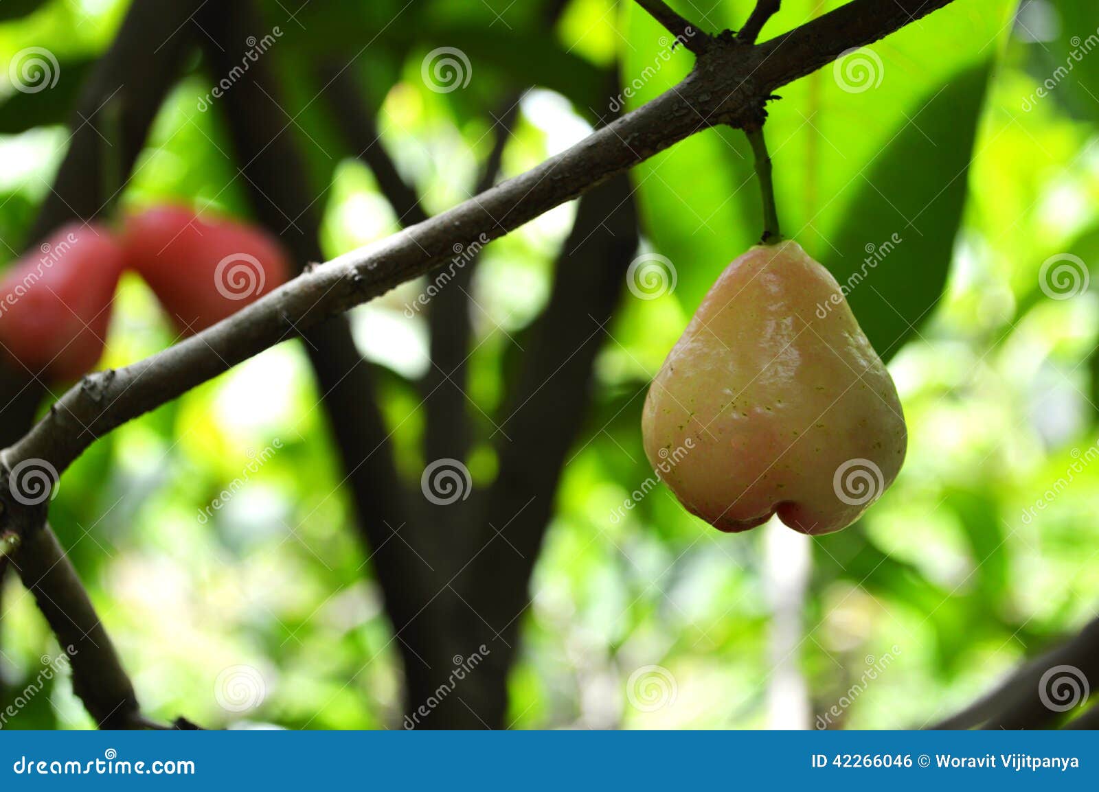 蒲桃非常高大的樹木，蒲桃是桃金孃科的常綠喬木植物 - 頭條匯
