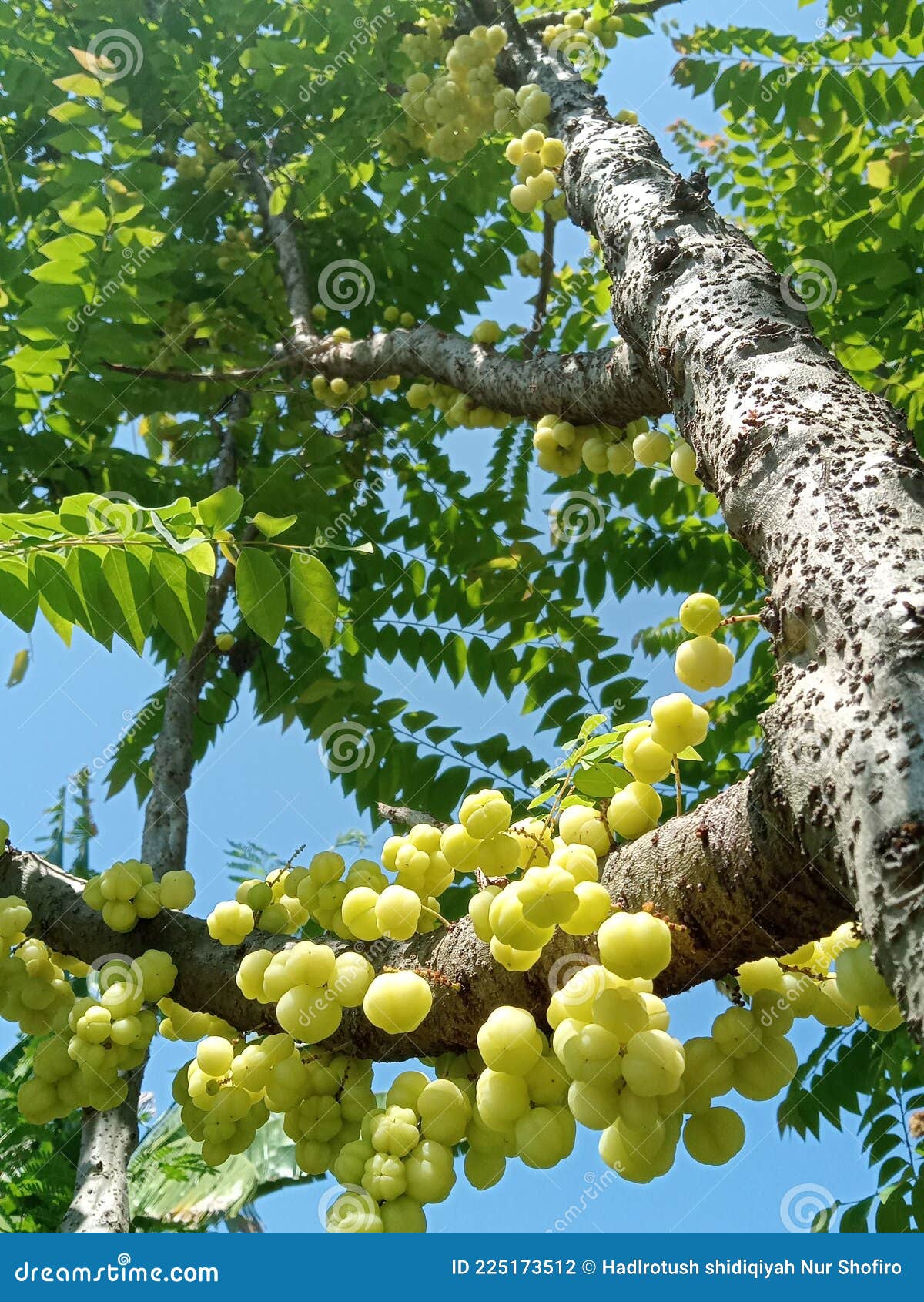 成熟的鹅莓. 一束鹅莓在树枝上 库存图片. 图片 包括有 点心, 特写镜头, 新鲜, 工厂, 营养, 收获 - 209004887