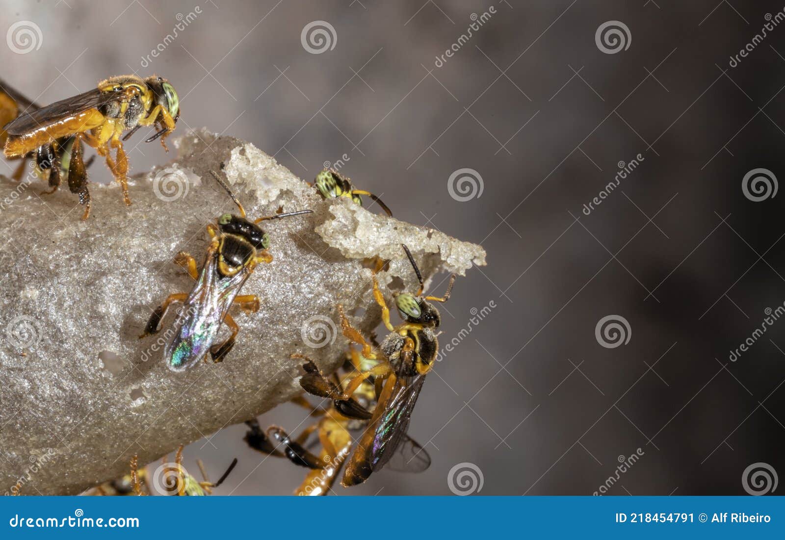 蜜蜂是如何消化和排泄的-知花蜂蜜网-,养蜂知识-蜜蜂|消化|排泄|蜜囊|马氏管|知花蜂蜜-中国蜂蜜行业门户网站-www.zhfengmi.com-文章
