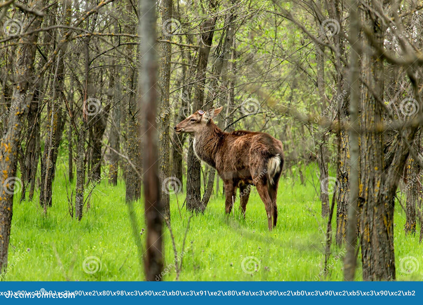 鹿母鹿白尾鹿一岁 库存照片. 图片 包括有 敌意, 户外, 野生生物, 哺乳动物, 母鹿, 本质, 白尾鹿 - 13013666