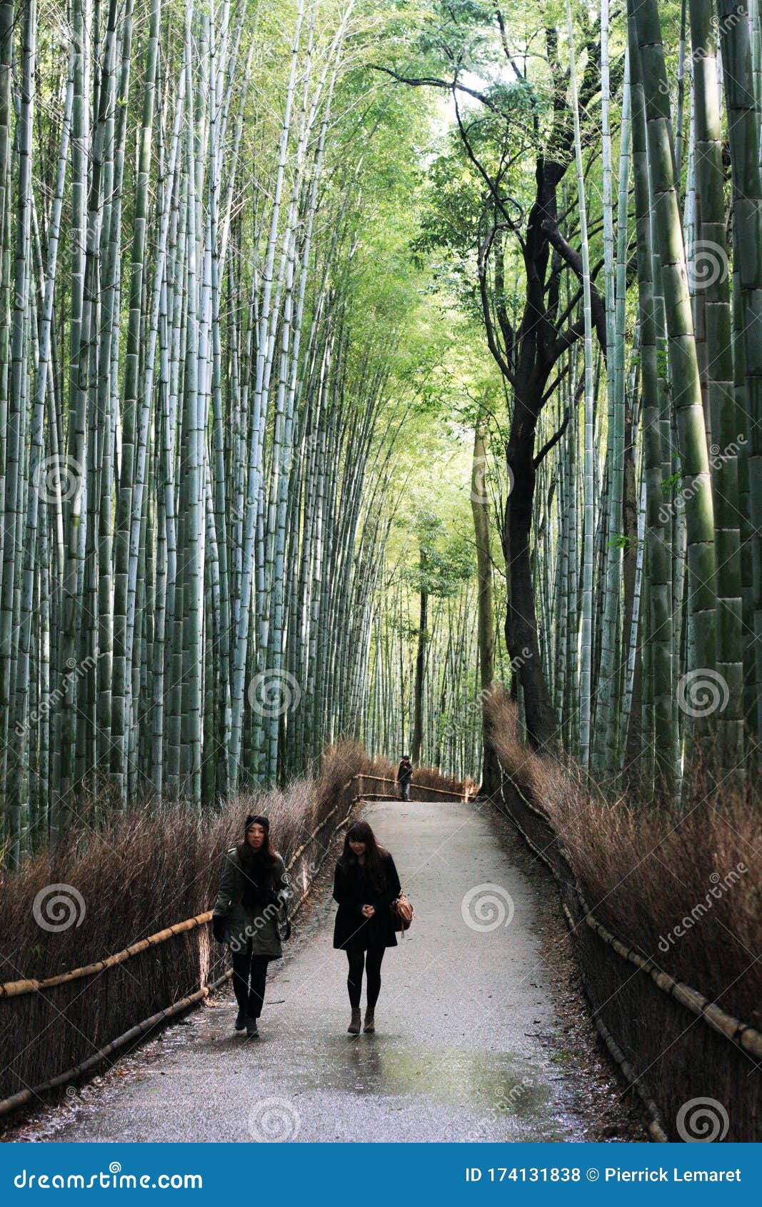 日本京都的岚山竹林编辑类库存照片. 图片包括有没人, 改良, 白天 日本京都的岚山竹林编辑类库存照片. 图片包括有没人, 改良, 白天
