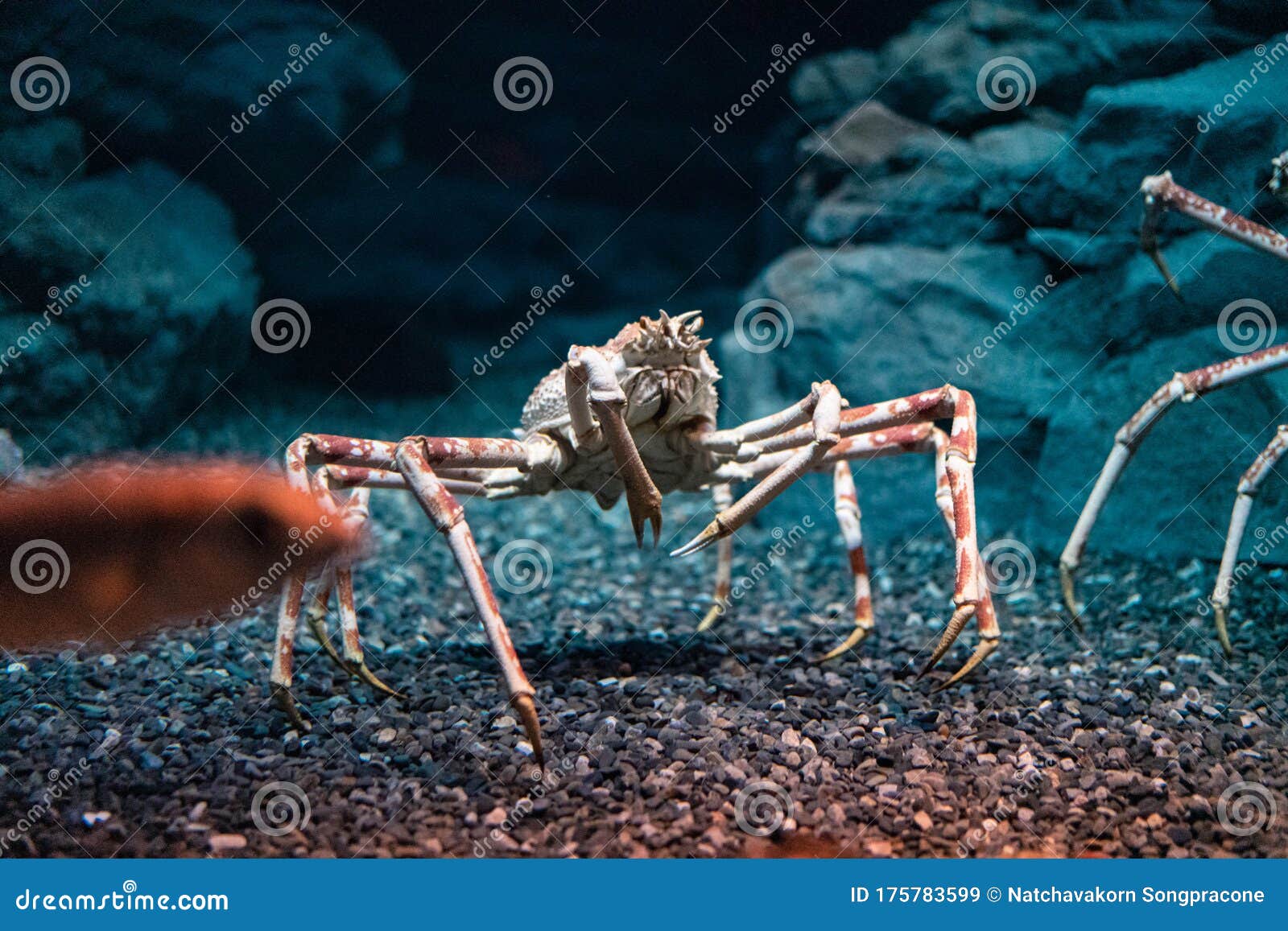 Japanese Spider Crab - Georgia Aquarium