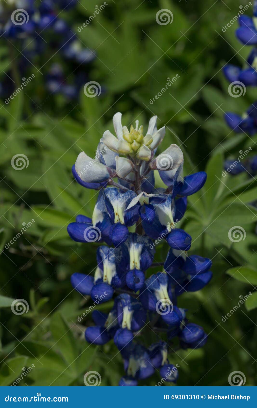 早期的得克萨斯矢车菊. 从上面季节初被观看的孤零零不完全地开花的矢车菊