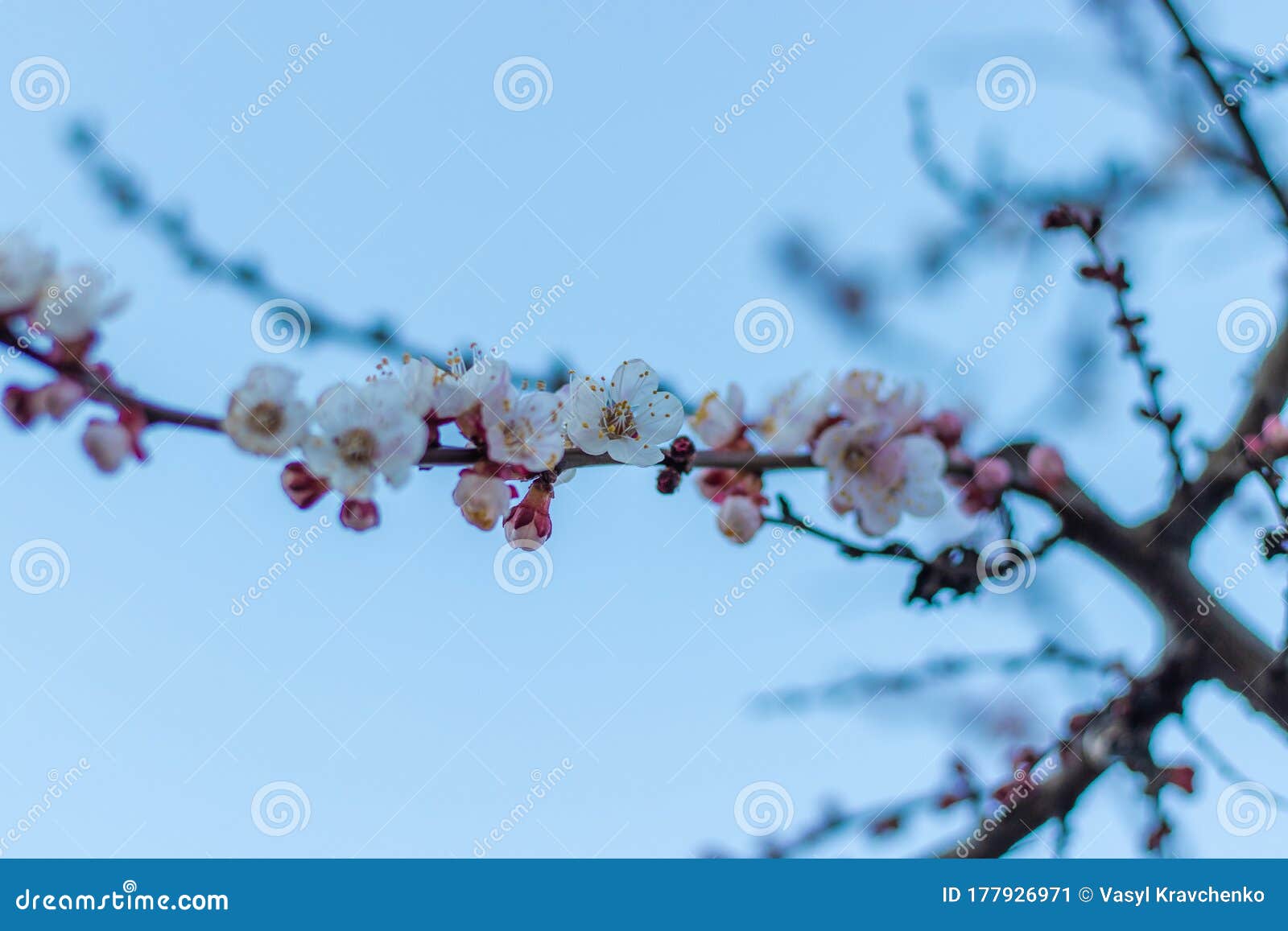 绿色园林中白粉绣球花 库存图片. 图片 包括有 八仙花属, 开花, 增长, 户外, 绽放, 植物群, 花卉 - 176544641