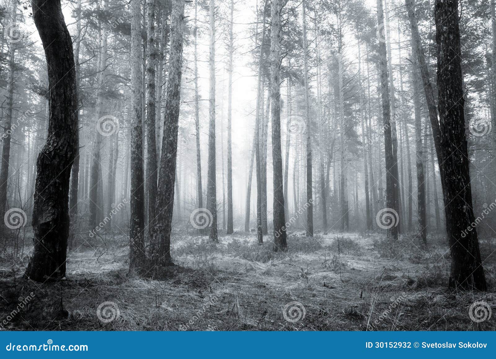 Bw森林. 春天日出的鬼的抽象黑白老保守森林