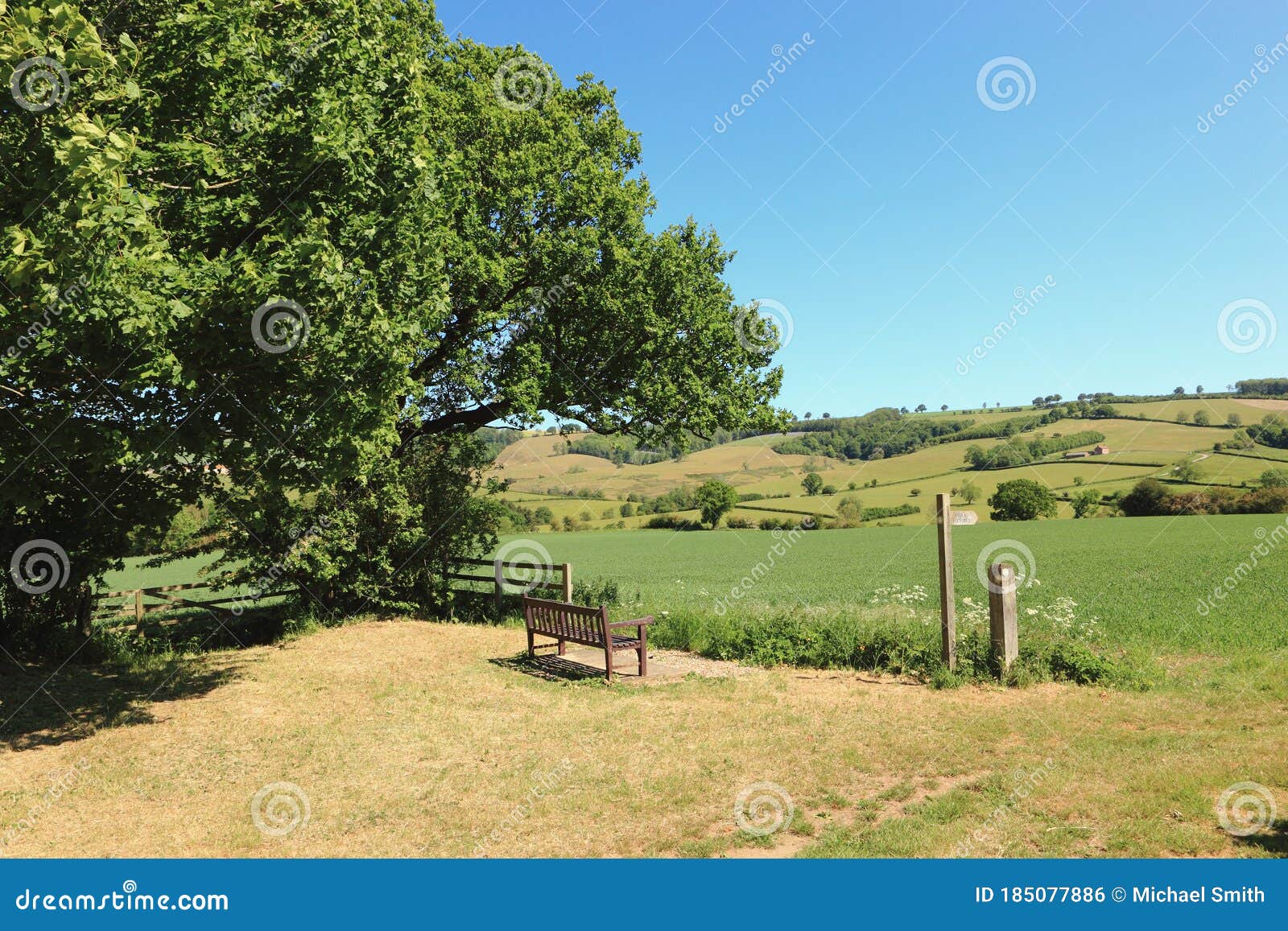 会开蓝色钟形花的草木头在英国春天 库存图片. 图片 包括有 木头, 陆运, 机盖, 森林地, 英国, 地毯 - 145936663