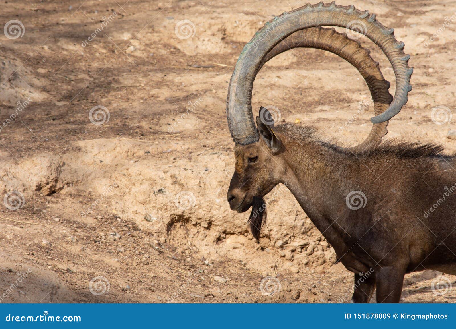 显示那些大弯曲的垫铁山羊属nubiana的一个男性努比亚人高地山羊身分的顶头射击在艾因动物园 r