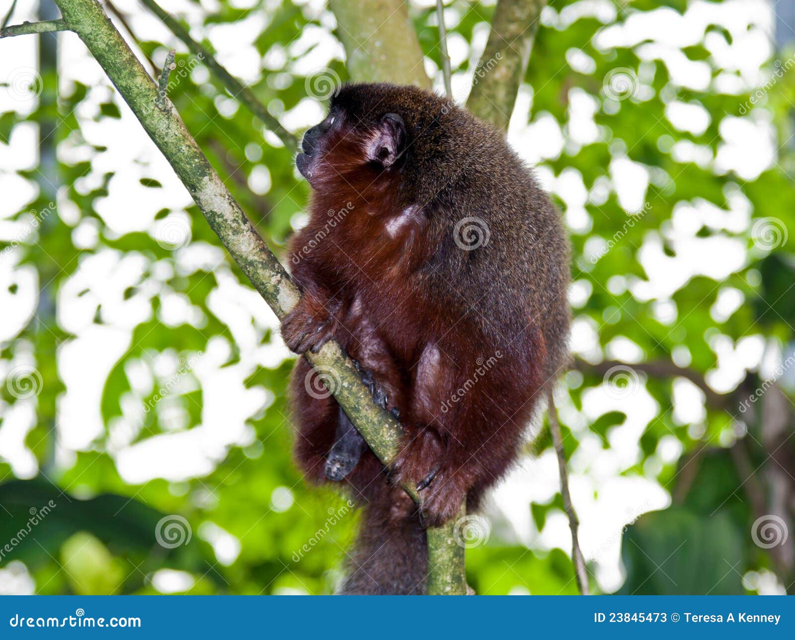 暗淡的猴子伶猴. 也作为在岸上的baptista鼓起的bernard黑色玻利维亚的分行栗子暗淡的有耳的金黄灰色栖所已知的湖luca lucachi madidi猴子orabussu宫殿s王子坐伶猴白色动物园