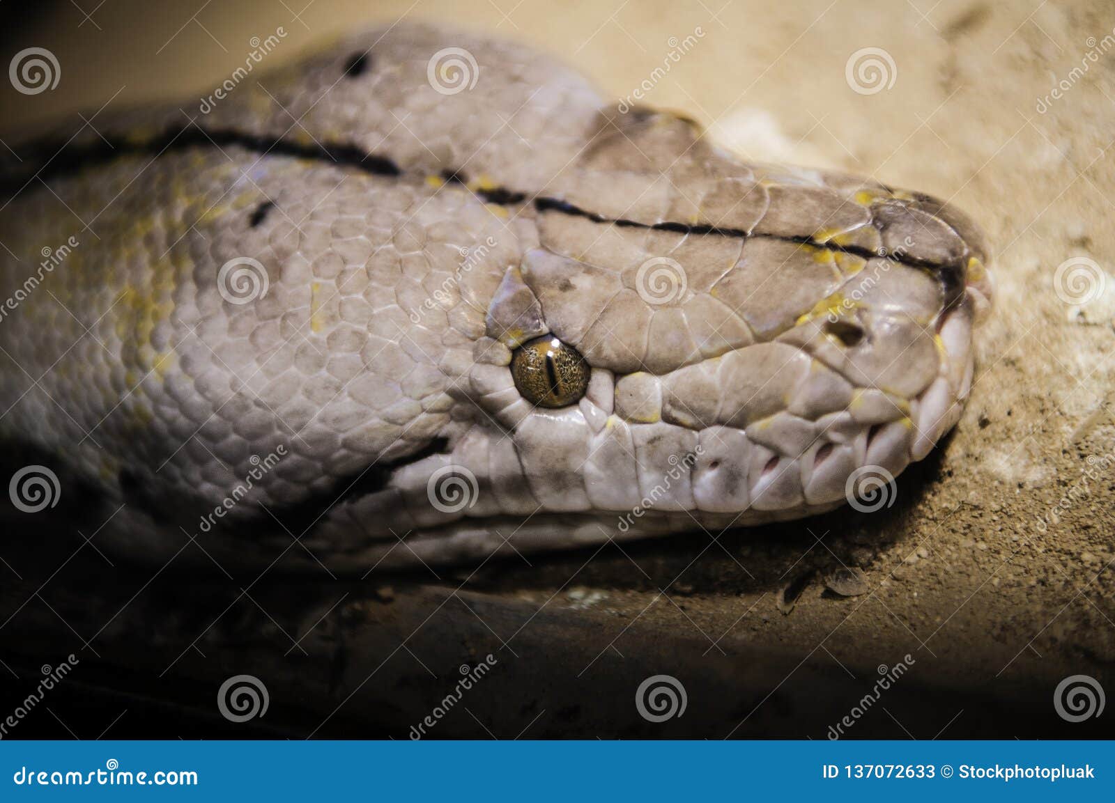 Titanoboa is coming to campus | Nebraska Today | University of Nebraska ...