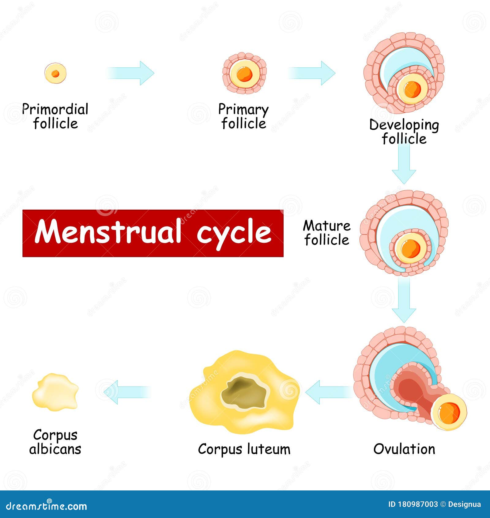 体外受精② 胚(受精卵)選別と体外受精の動向 | 大川産婦人科・高砂分院