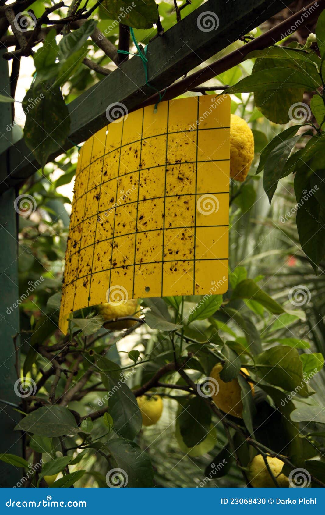 有机保护在柑桔庭院里. 防止受到宠物在果子在有机途中的柑橘庭院里