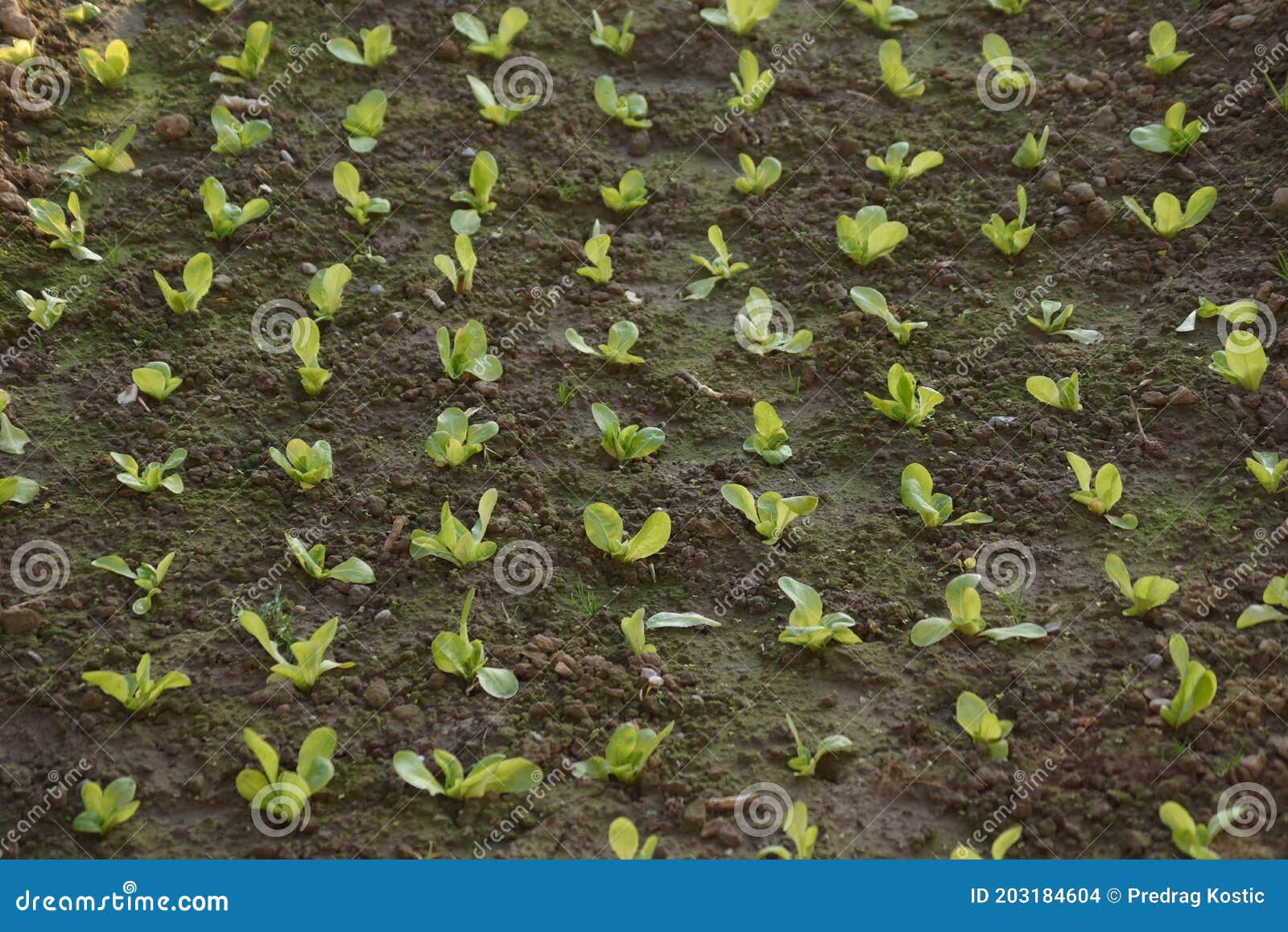 蔬菜苗 蔬菜 小苗 菜地 菜园摄影图__蔬菜_生物世界_摄影图库_昵图网nipic.com