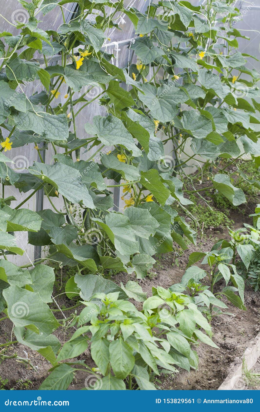 农作物-绿色食品-黄瓜种植摄影【电商背景】-90设计网