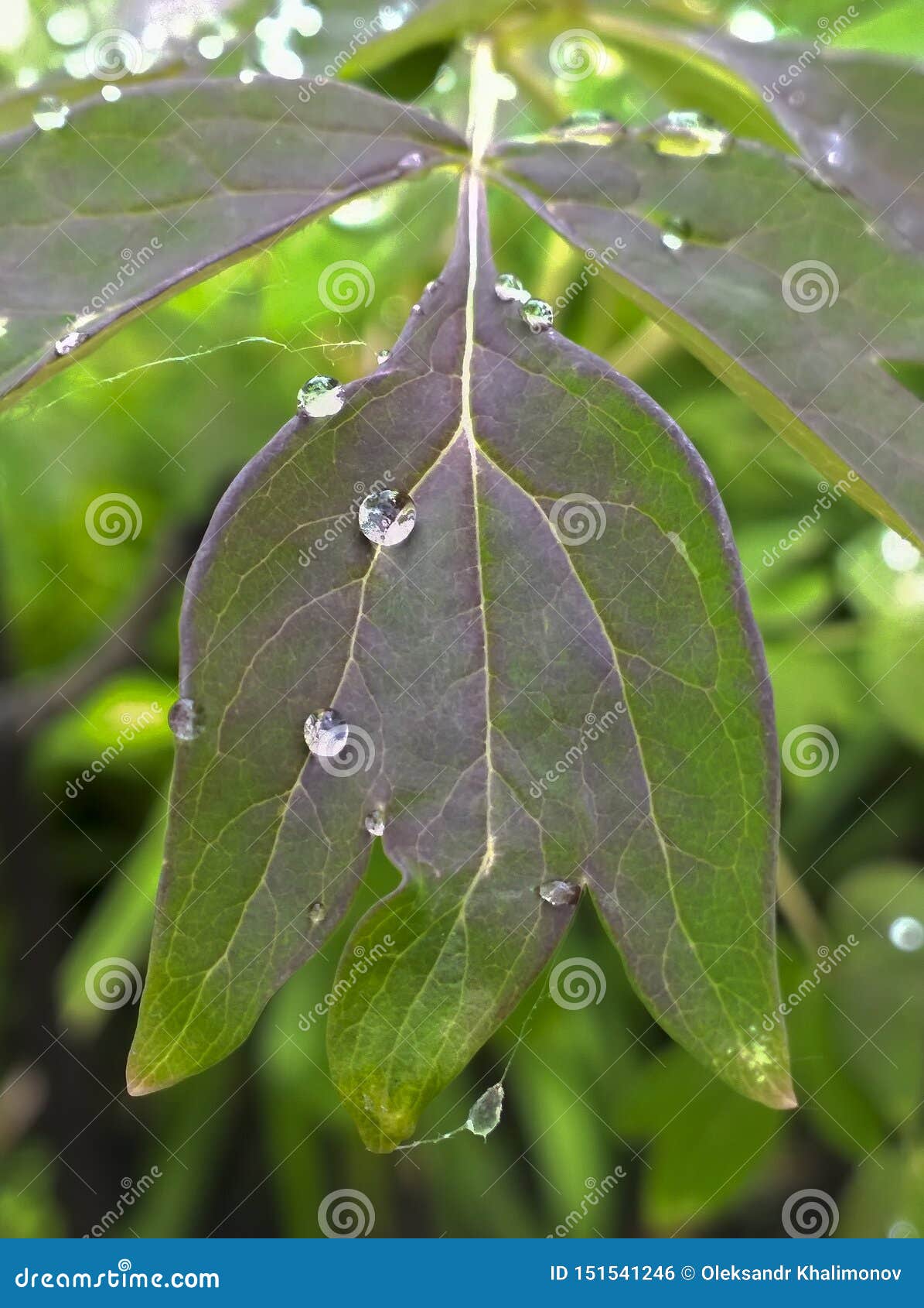 有水下落的叶子. 一棵植物的三针对性的叶子有水下落的它的在被弄脏的背景的表面上