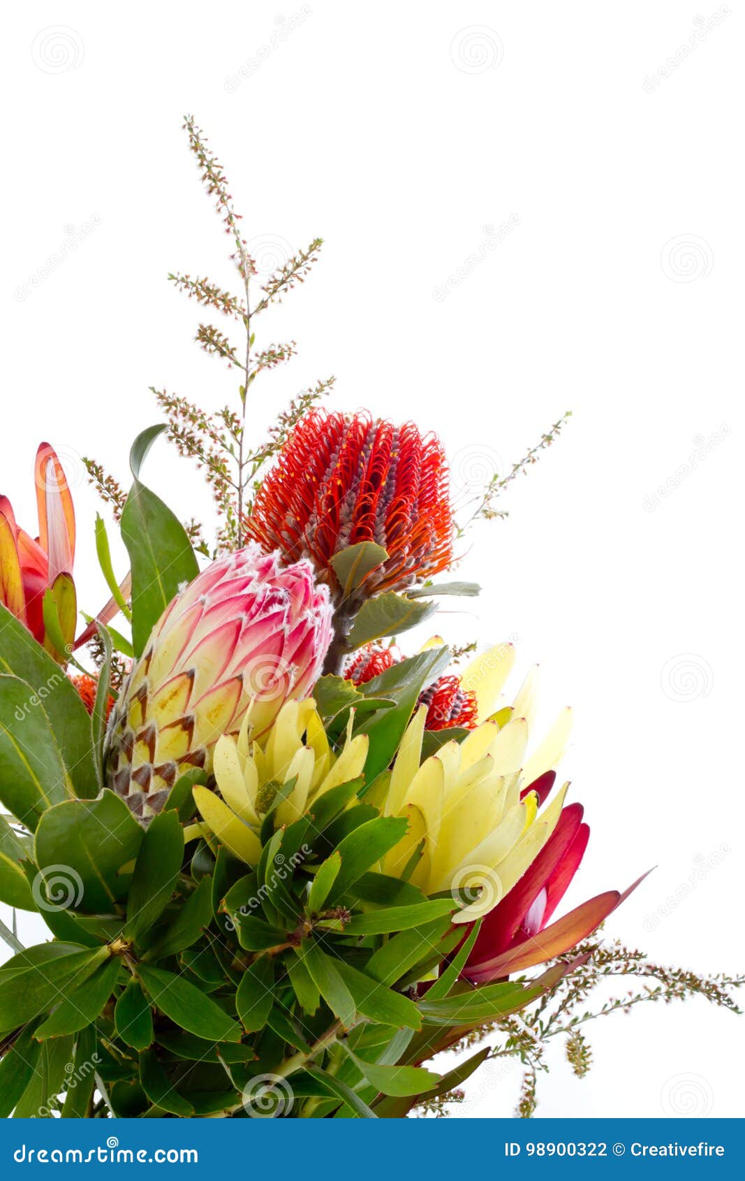 澳大利亚当地花 库存图片. 图片 包括有 五颜六色, 春天, 小花, 排列, 一堆, 照亮, 纹理, 澳大利亚 - 27195375