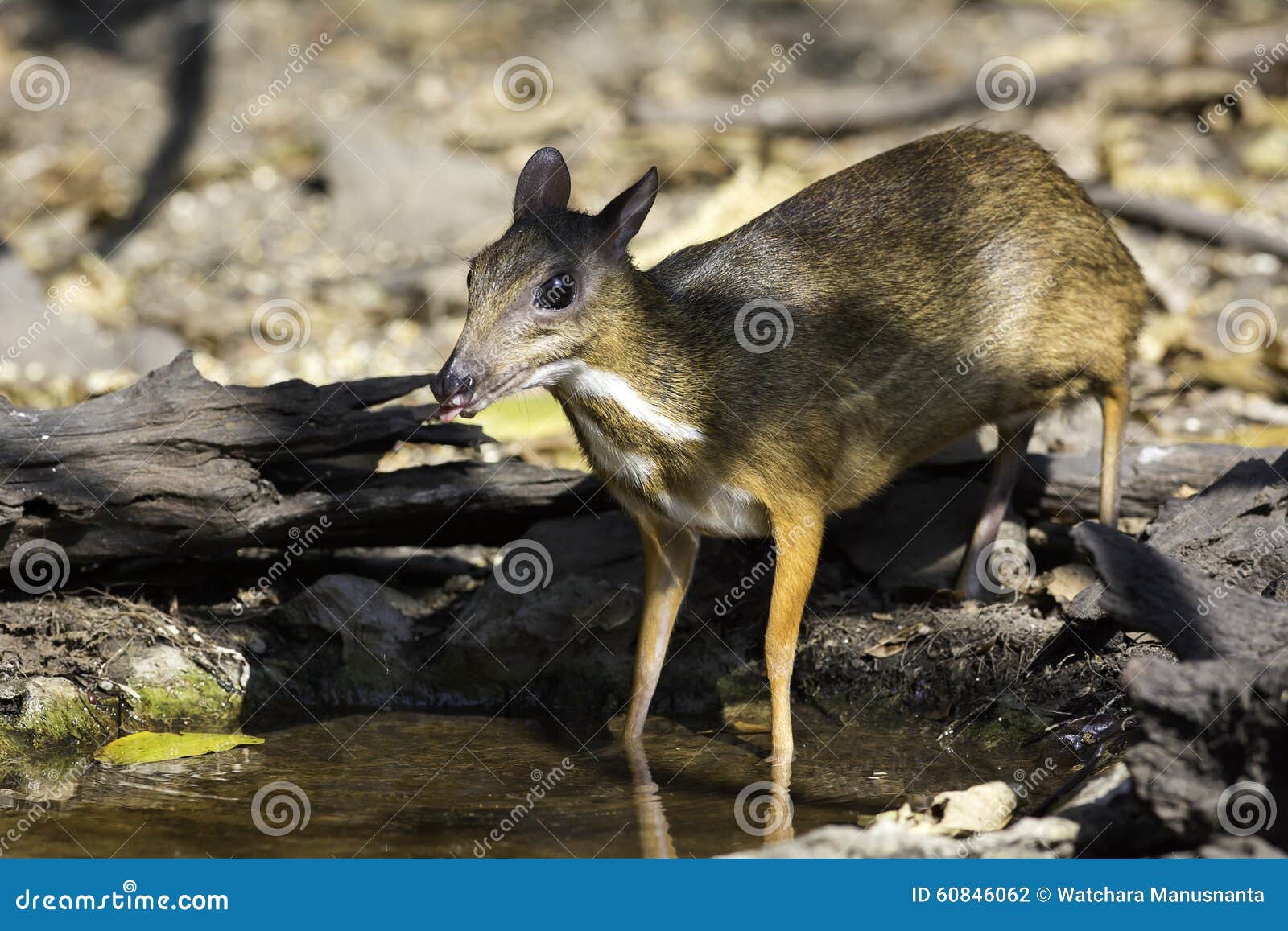 看起來像老鼠 世界最小的鹿僅重1公斤多 | 爪哇 | 鼷鹿 | 有蹄類動物 | 大紀元