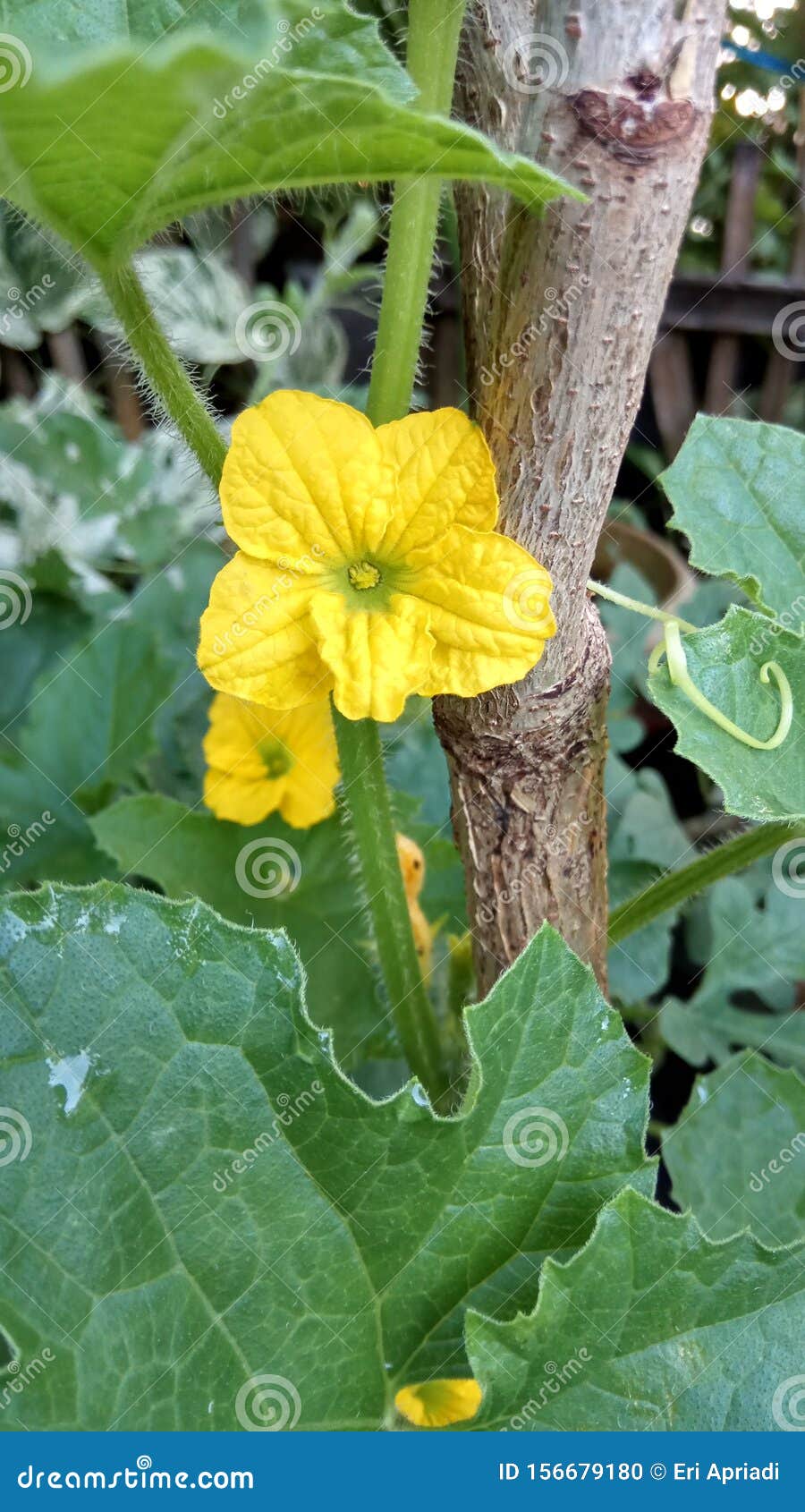 Melon flower 库存照片. 图片 包括有 黄色, 果子, 本质, 庭院, 甜瓜 156679180