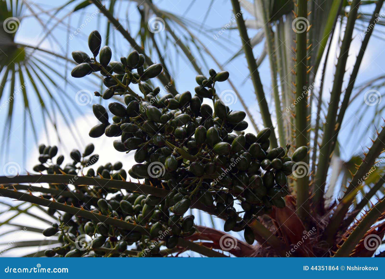 枣椰子的绿色果子在植物的