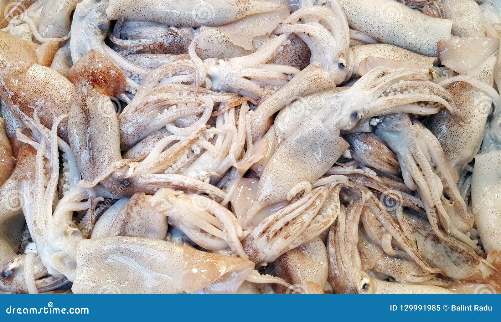 新鲜的Loligo寻常的乌贼海鲜隔绝。 库存照片. 图片 包括有 触手, 空白, 敌意, 食物, 少许, 捕鱼 - 39910856