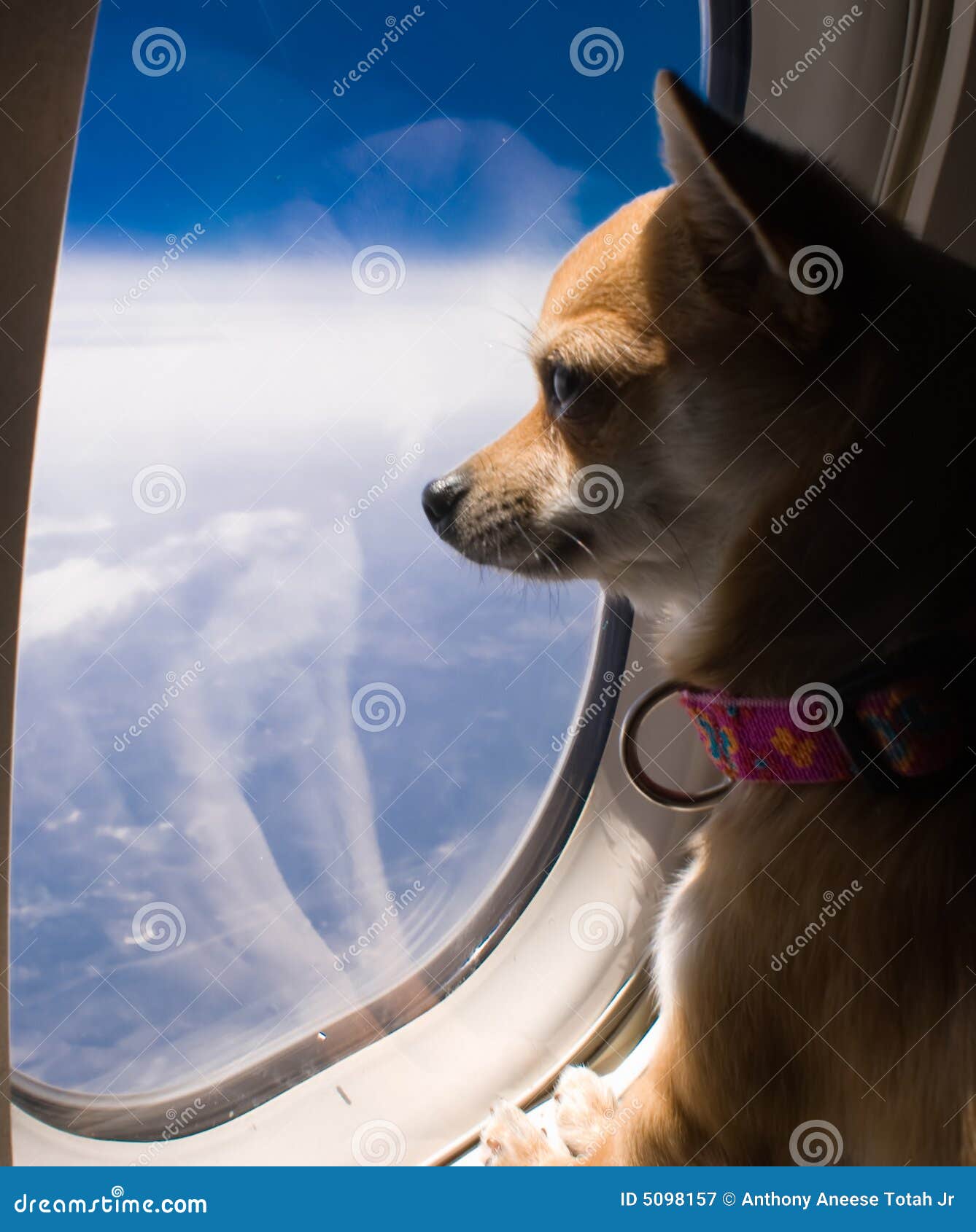 带着宠物一起乘飞机出游？这个愿望可以实现了！_服务_航空_航班
