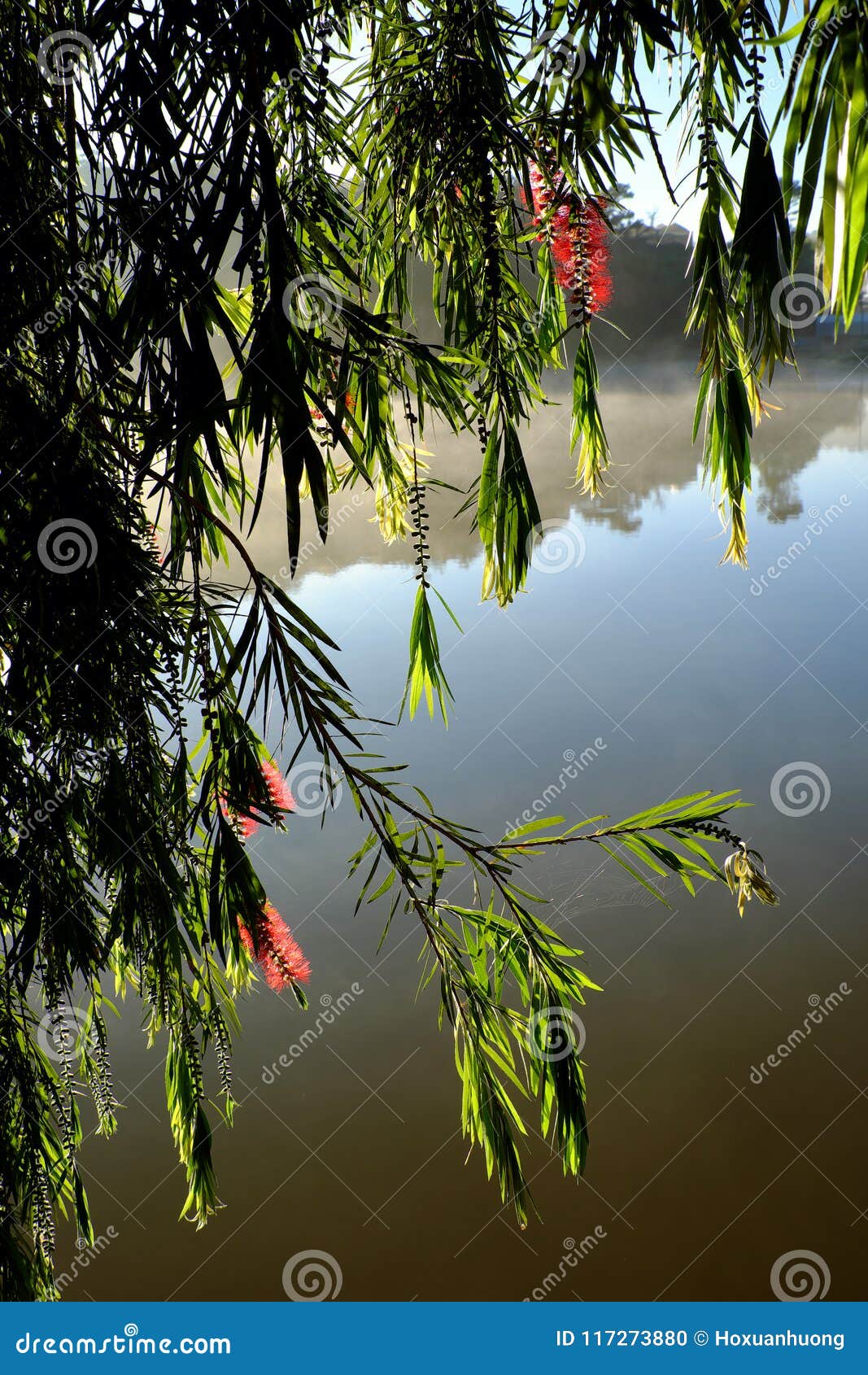 柳树开花红色花库存照片. 图片包括有叶子, 开花, 背包, 视图 柳树开花红色花库存照片. 图片包括有叶子, 开花, 背包, 视图