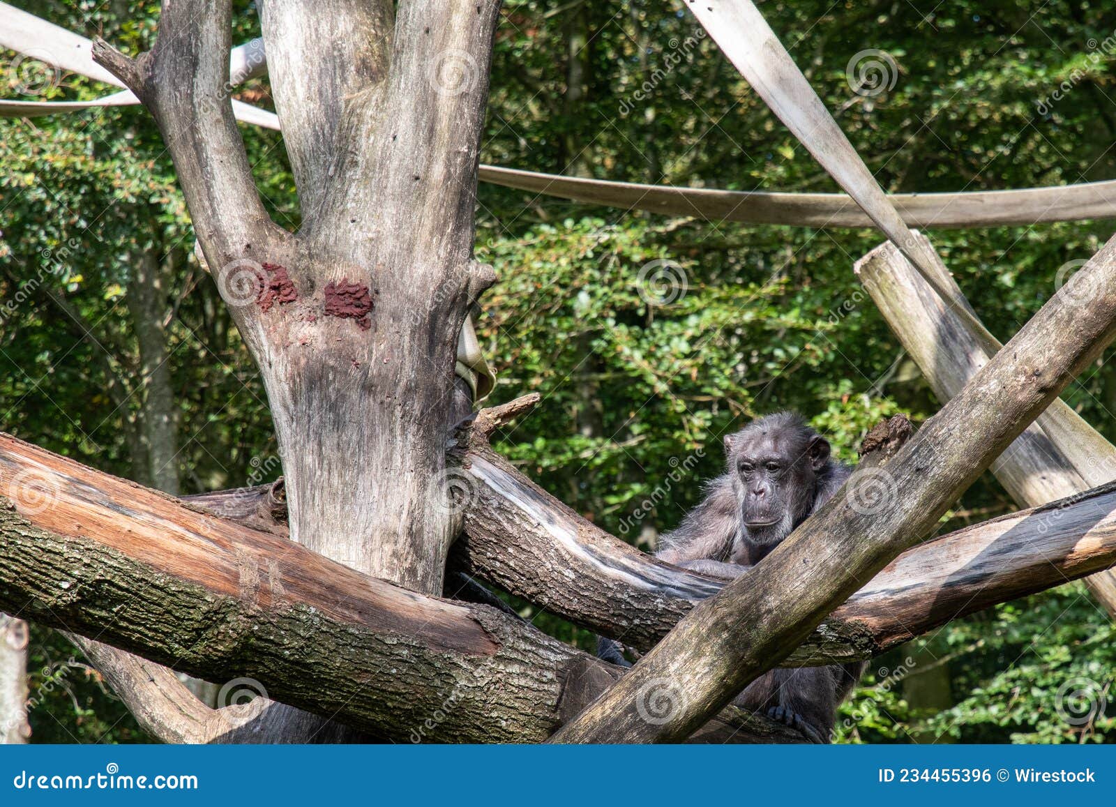 在一棵树的大公猩猩在狂放 印度尼西亚 加里曼丹婆罗洲海岛 库存照片 - 图片 包括有 自治市镇, 密林: 79961812