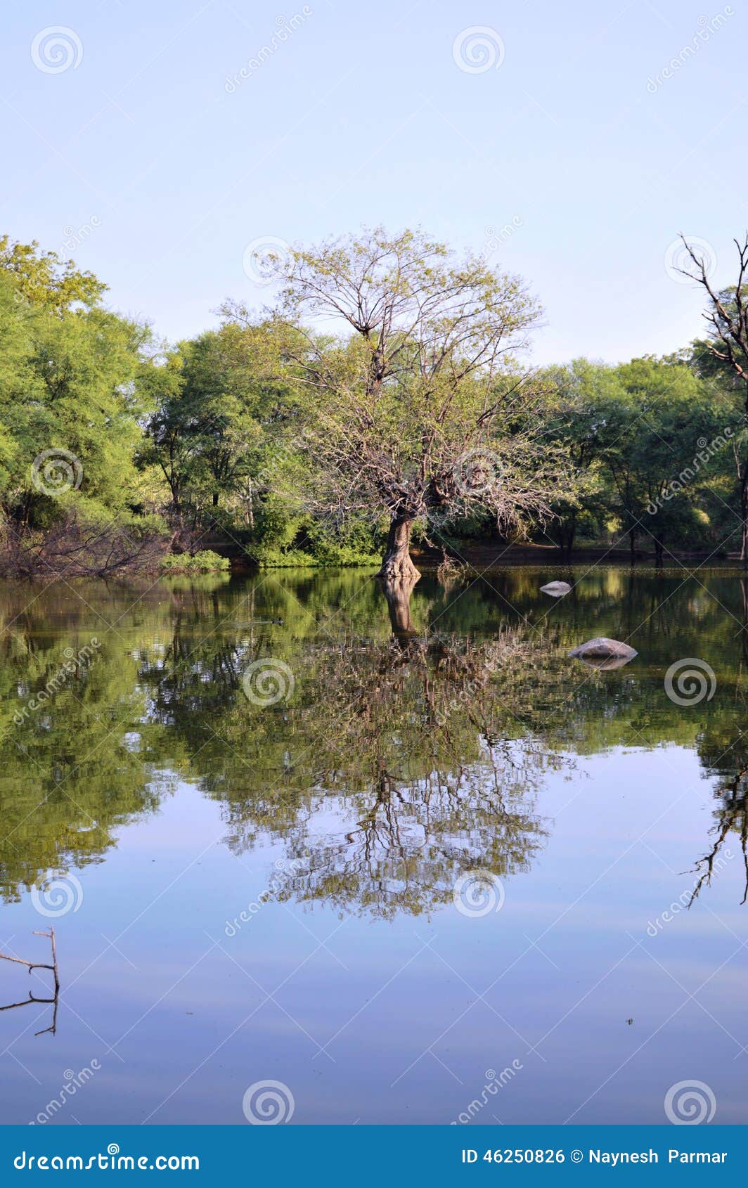 树的反射在水中. 我点击了这张照片在我的参观期间在Aranya Udhyan，甘地讷格尔，古杰雷特 有在Udhyan里面的小湖，我在湖的水中点击充分的树的反射 这里政府保持一样自然尽可能 这里我们能在这个地方附近看到许多鸟和动物 参观的最佳的季节是冬天和季风