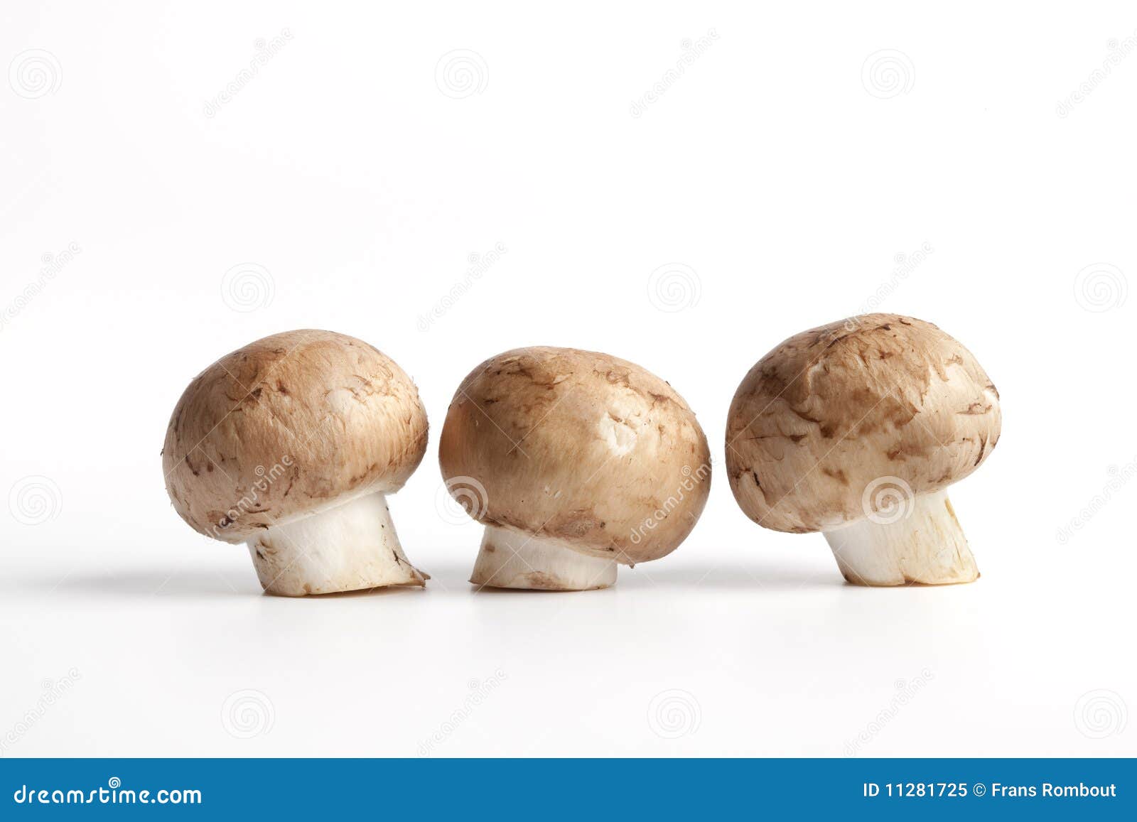 许多栗子蘑菇 库存照片. 图片 包括有 蘑菇, 森林, 庄稼, 素食主义者, 植被, 嗜好, 柳条, 食物 - 60396908