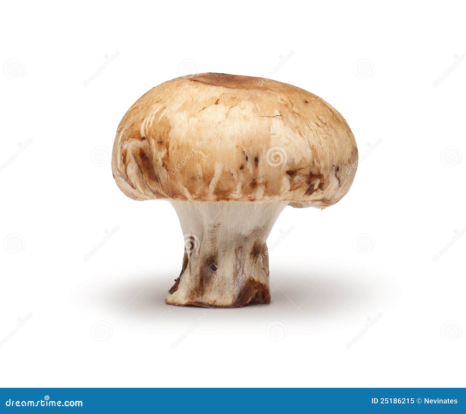 栗子和蘑菇图片素材-编号15947019-图行天下
