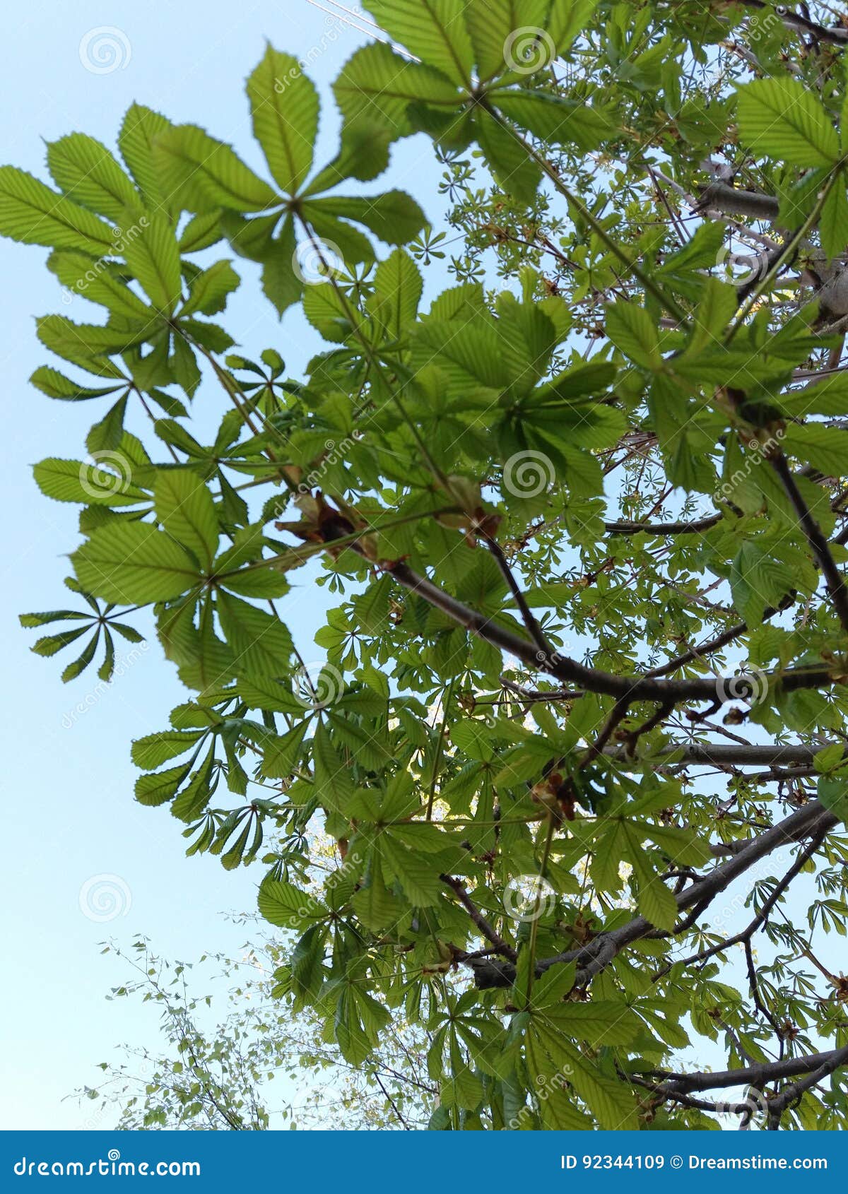 Chestnut tree. 栗树在庭院里