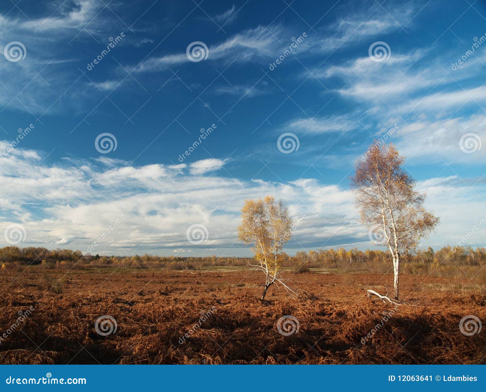 Birch trees. 桦树蕨域结构树二