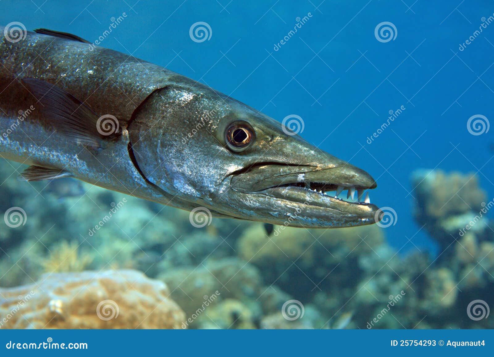黄色尾巴梭子鱼 库存照片. 图片 包括有 在海中, 蓝色, 行动, 水肺, 旅行, 深深, 许多, 水生 - 31544698