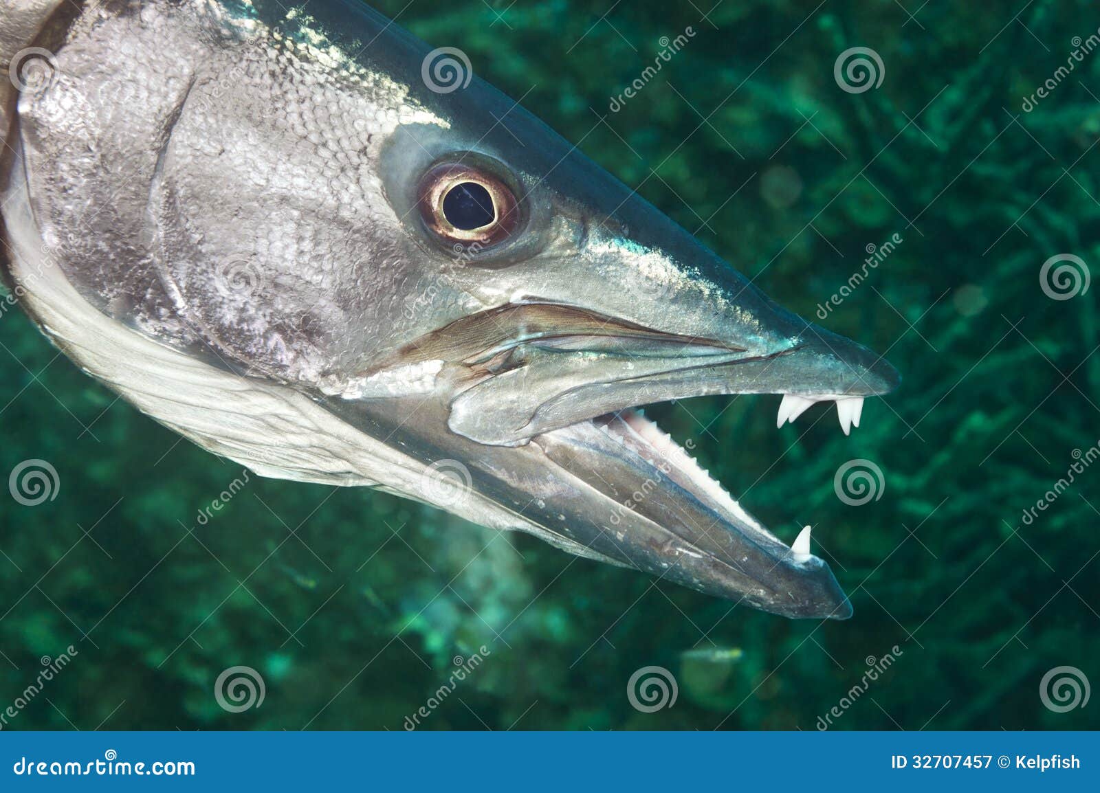 新鲜的未加工的梭子鱼鱼 库存图片. 图片 包括有 全部, 背包, 盐水, 西班牙语人聚居的区域的, 一个 - 79785433