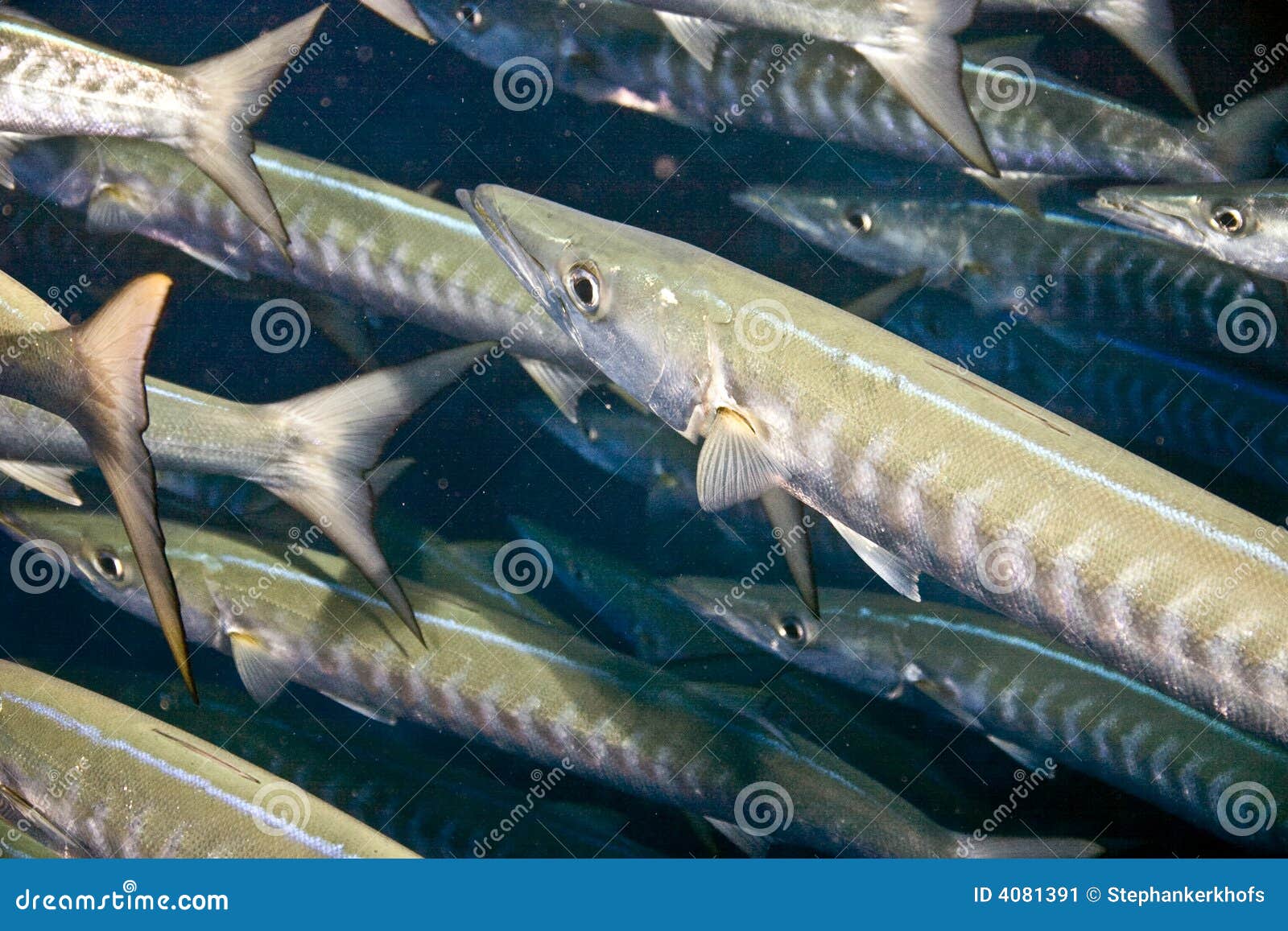 河流浅滩中的大梭子鱼高清摄影大图-千库网