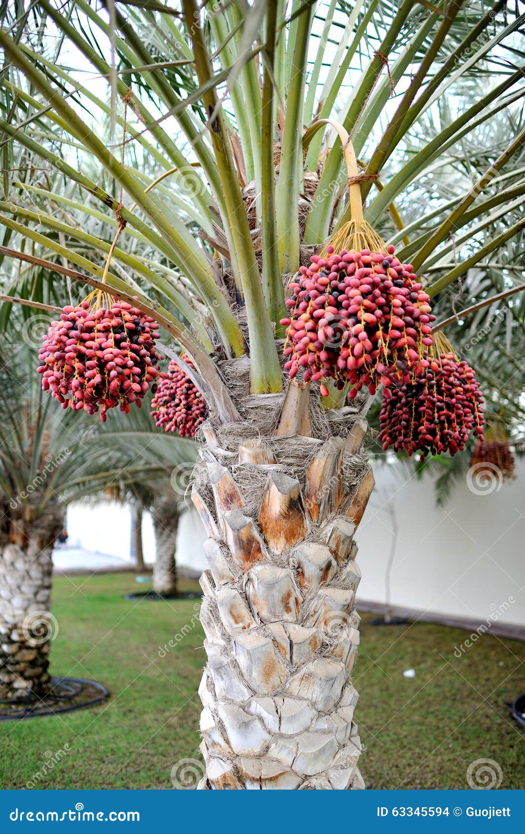 棕榈-各种绿化苗木进家园 批发或零售均可 欢迎订购-阿里巴巴