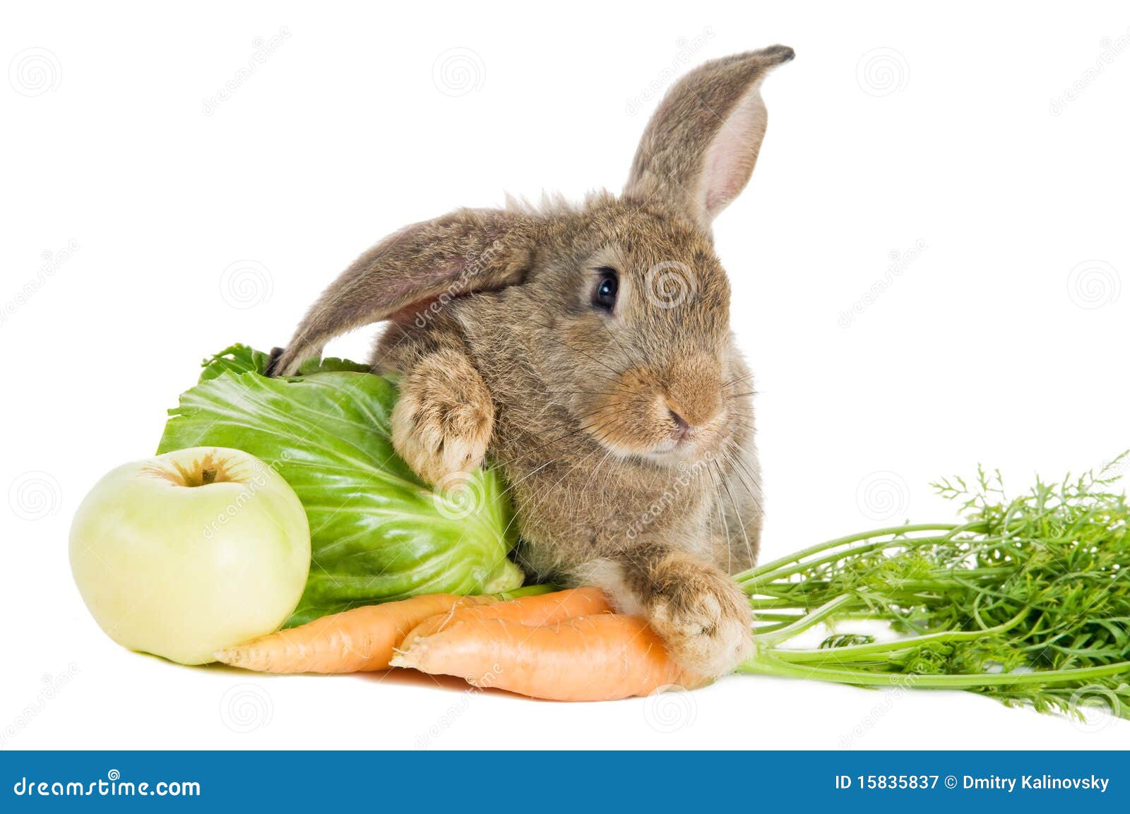 兔子在装满水果的篮子里面（4幅，编号P19）