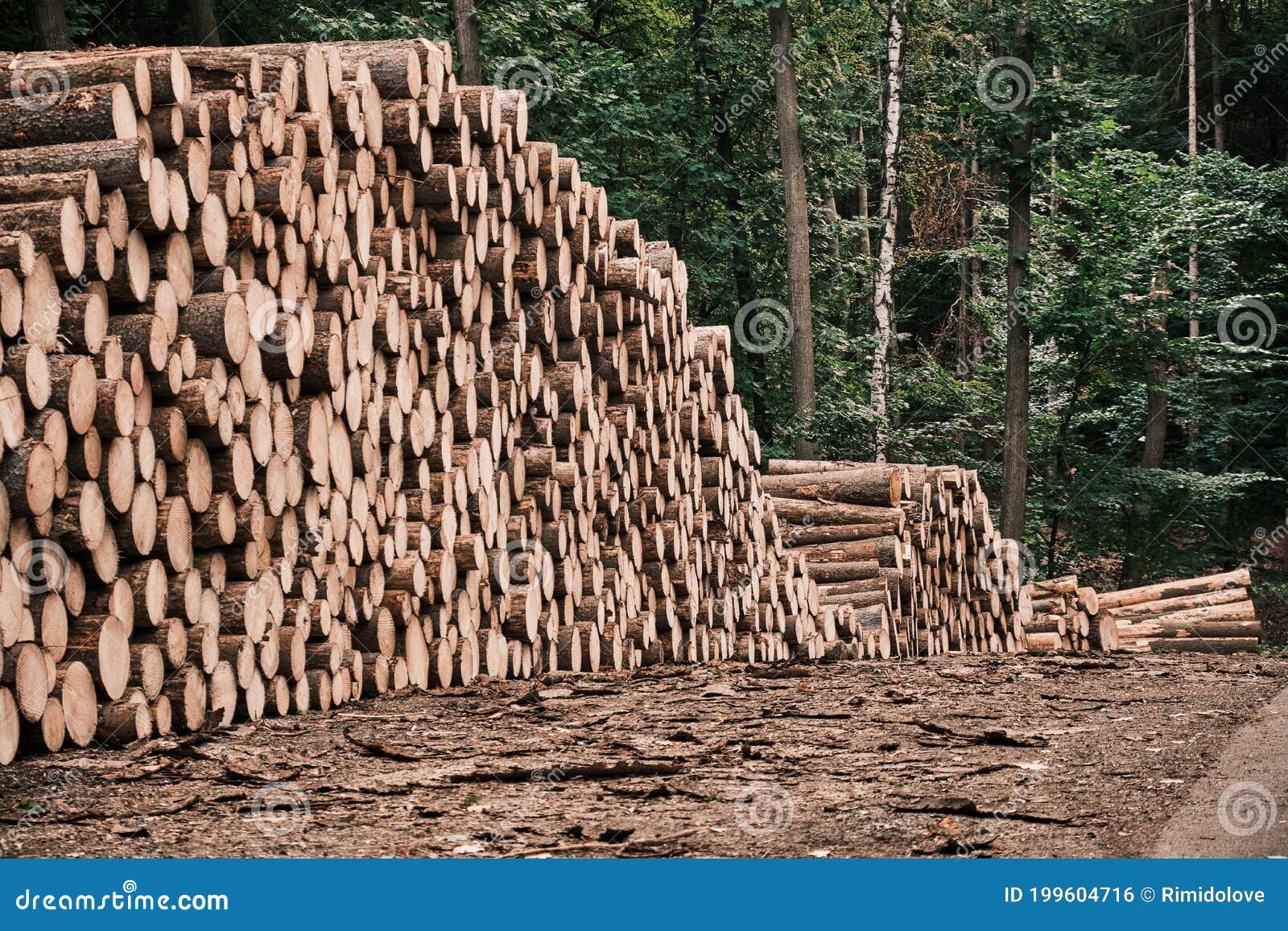 从原木到成品，木材加工需要经过哪些流程？ - 知乎