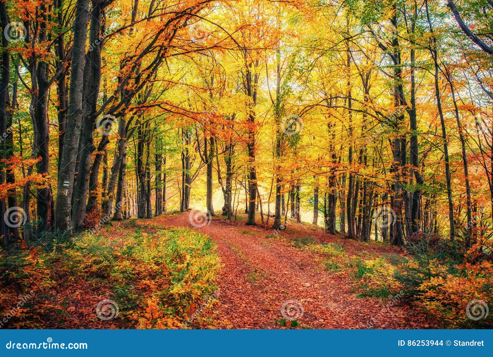 巴黎美丽的秋季公园 库存图片. 图片 包括有 户外, 自治权, 森林, 季节性, 晒裂, 欧洲, 没人 - 188513639