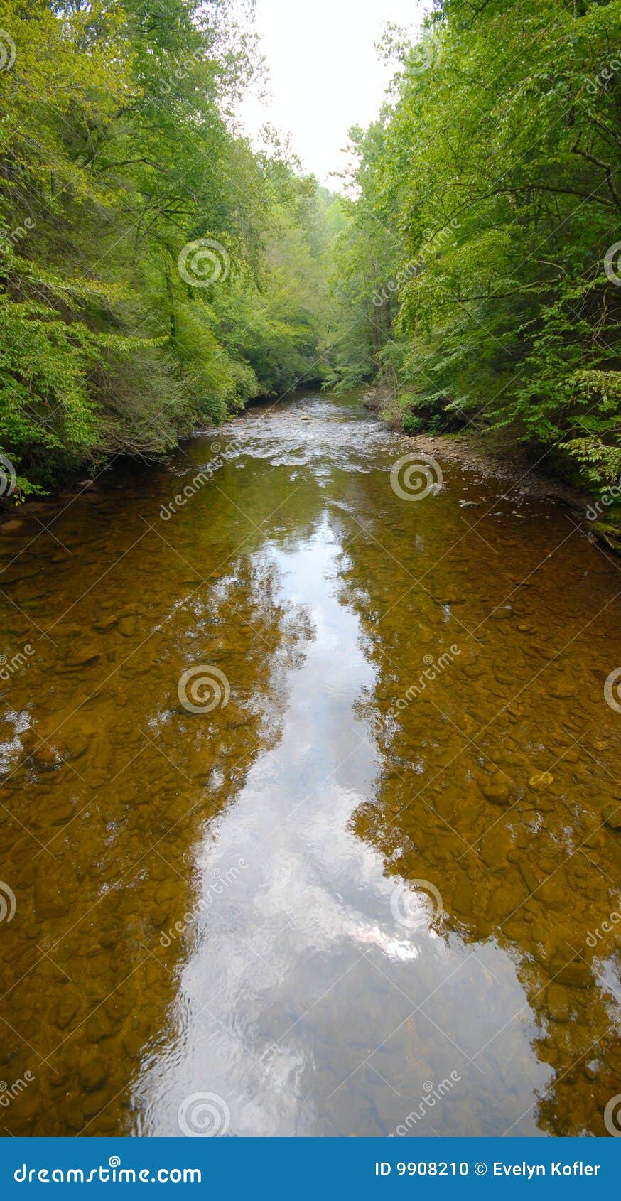 森林河. 森林反映远程河天空