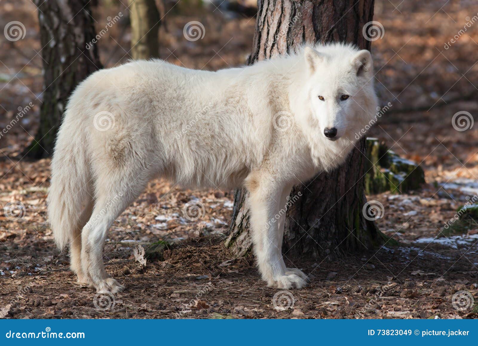 森林白狼库存图片. 图片包括有本质, 掠食性, 注意, 空白, 自治权, 观察