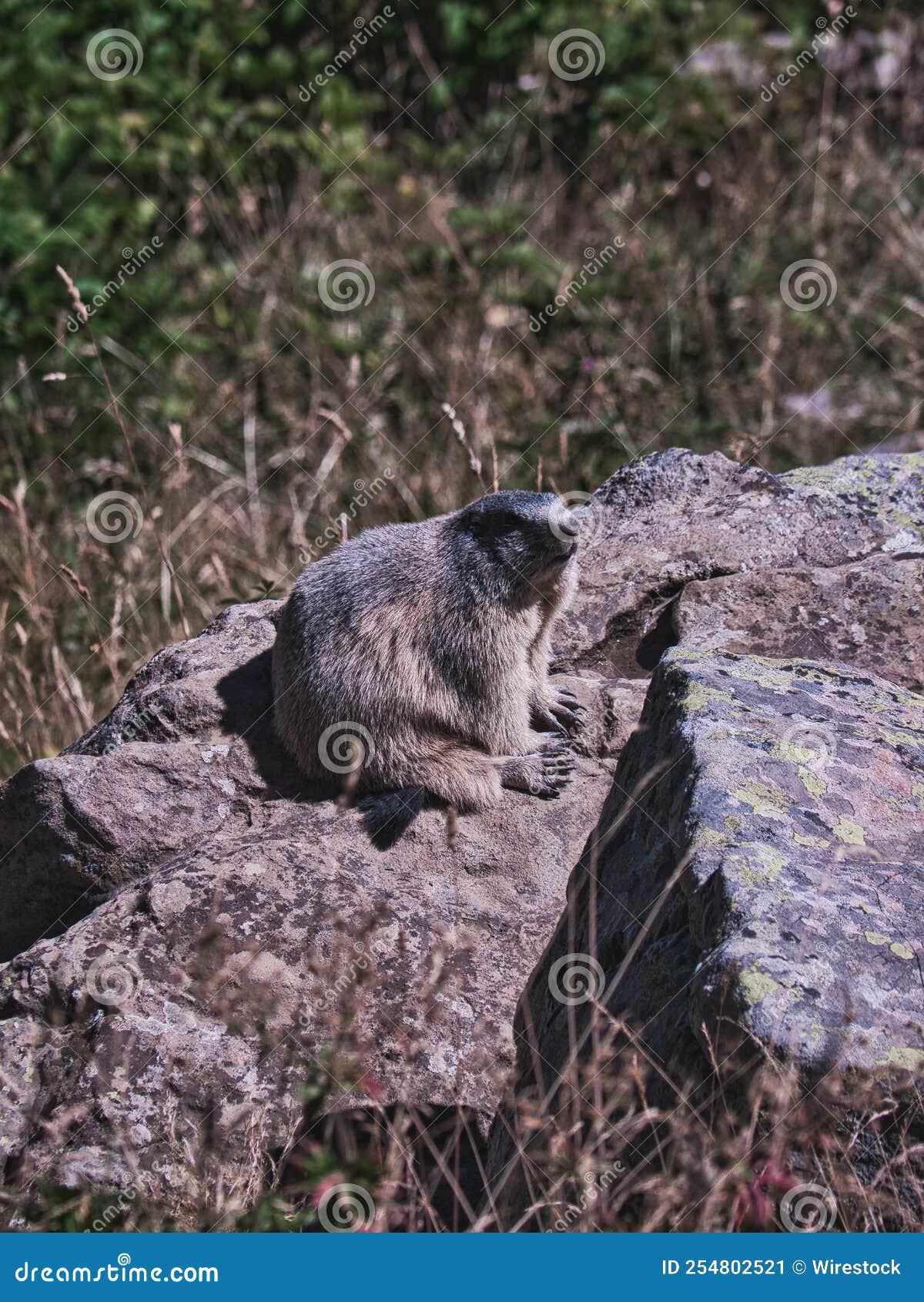 北美旱獭_360百科