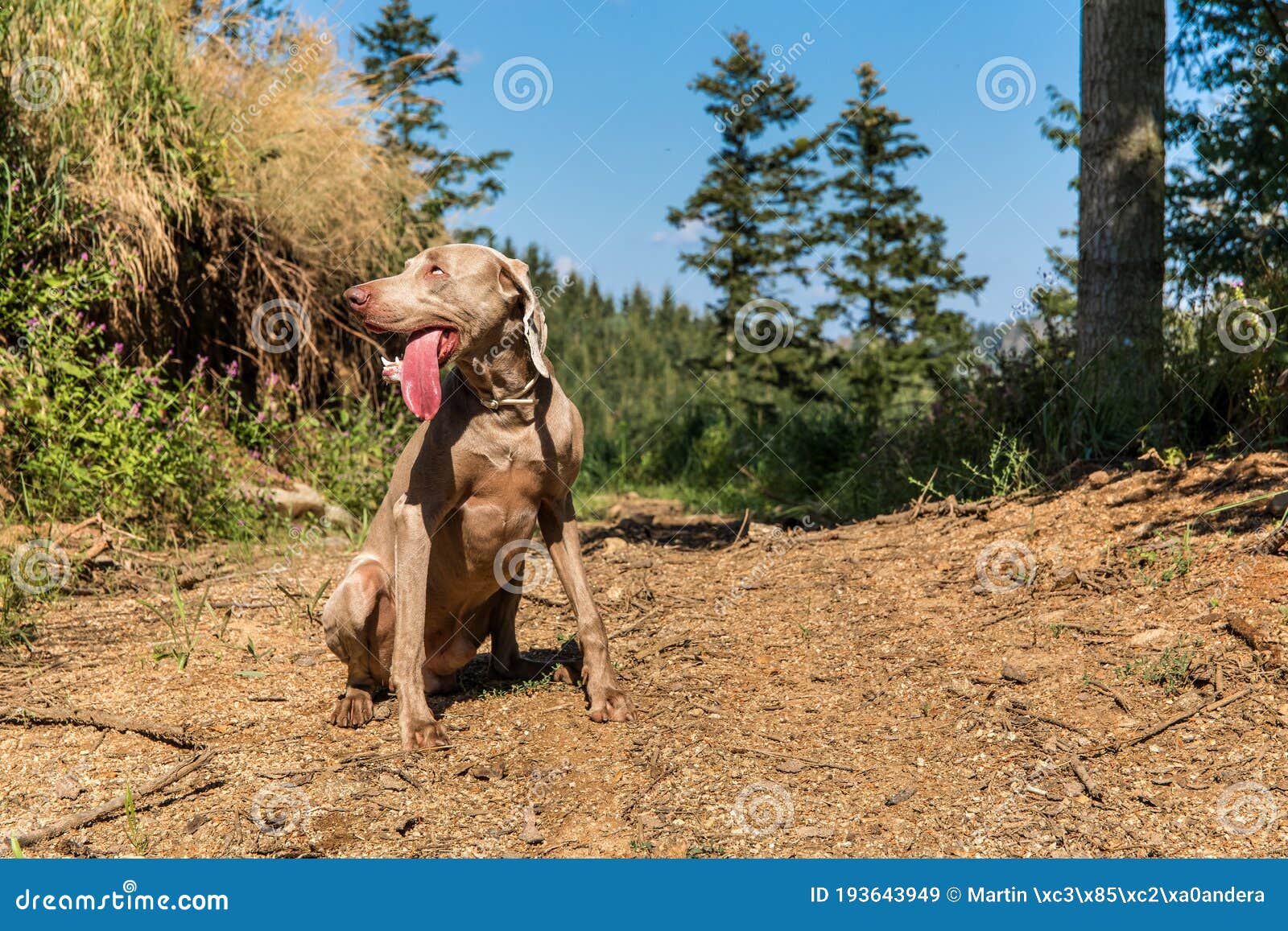 广西土猎犬，一种穿梭在深山当中的优秀猎狗，活跃在十万大山当中|十万大山|猎犬|深山_新浪新闻