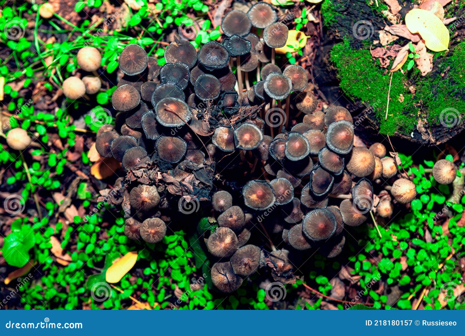 科学网—科微学术： 李海蛟博士带您了解毒蘑菇——大青褶伞 - 韩力的博文