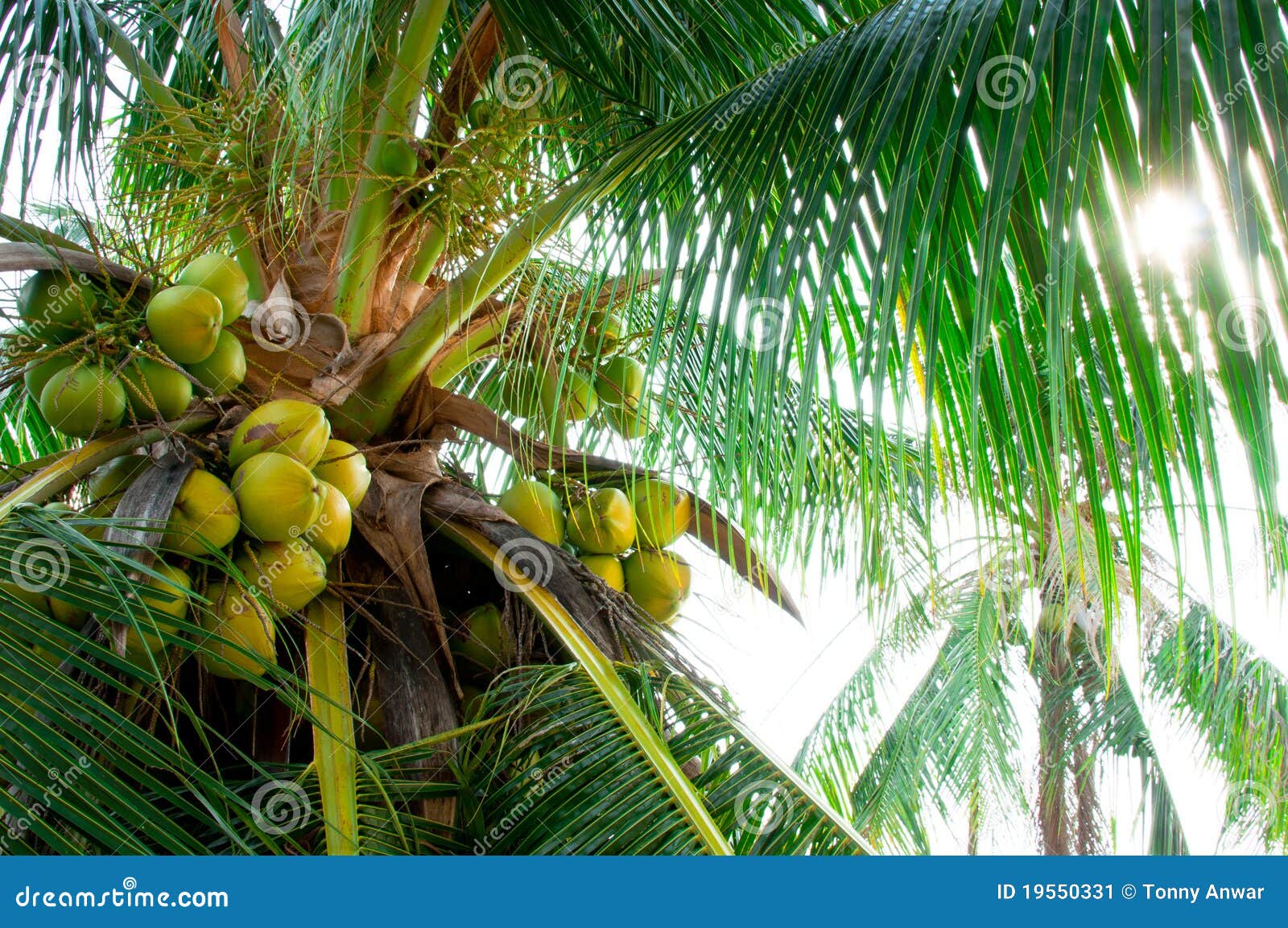 椰子树 免费图片 - Public Domain Pictures