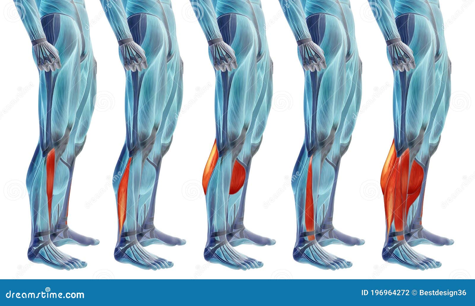 人体腿部肌肉骨骼解剖学3D模型 - TurboSquid 1398456