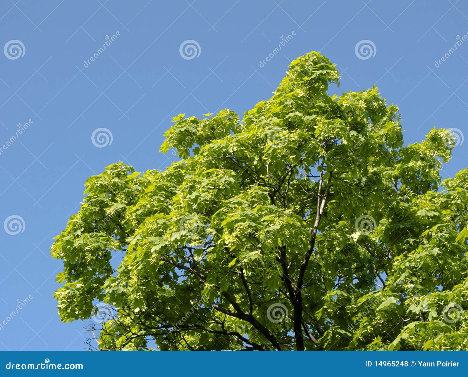 槭树天空. 蓝色槭树理想的天空春天结构树