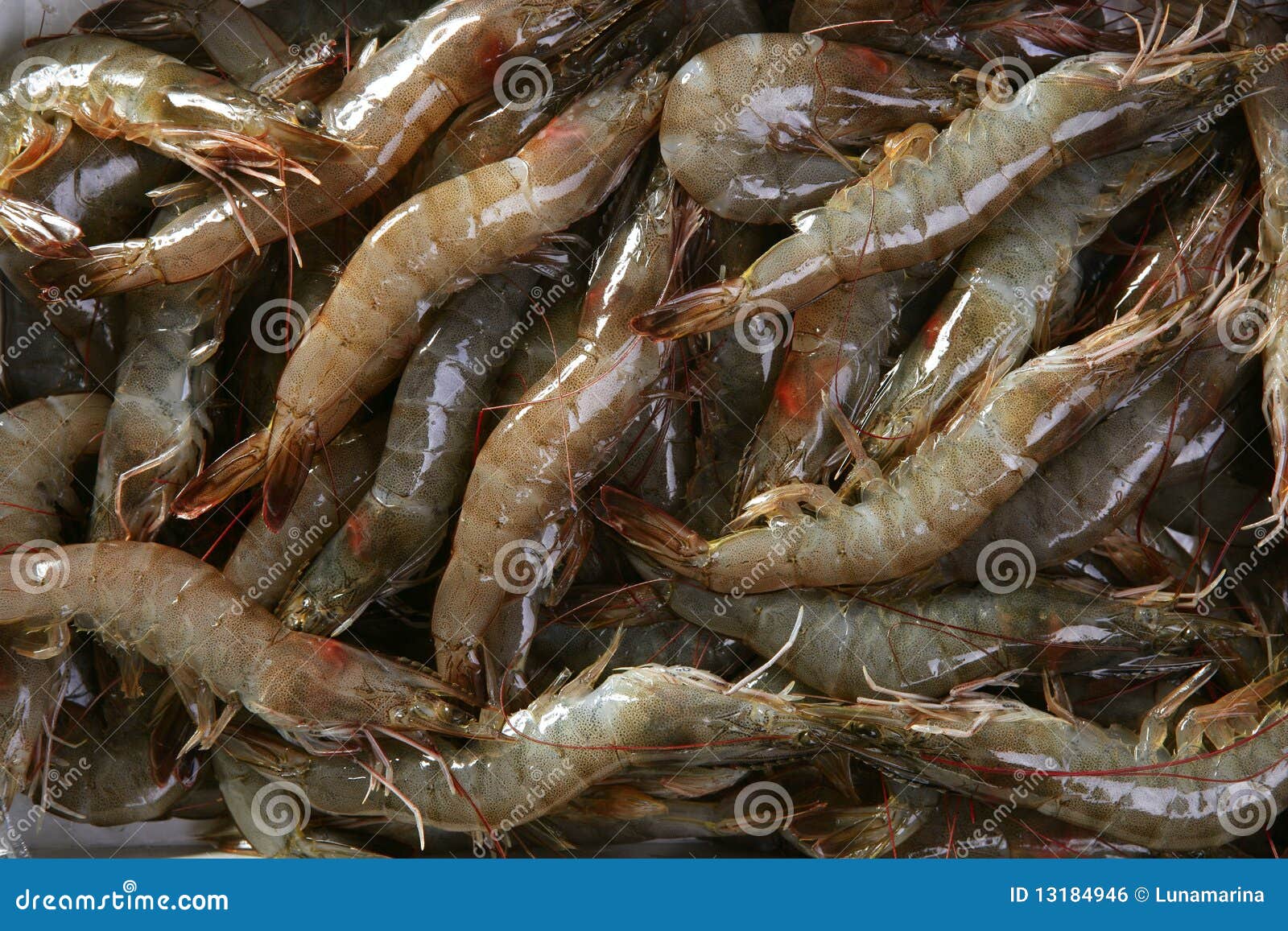 海白刺虾,白灼海白虾,海白虾基围虾(第6页)_大山谷图库
