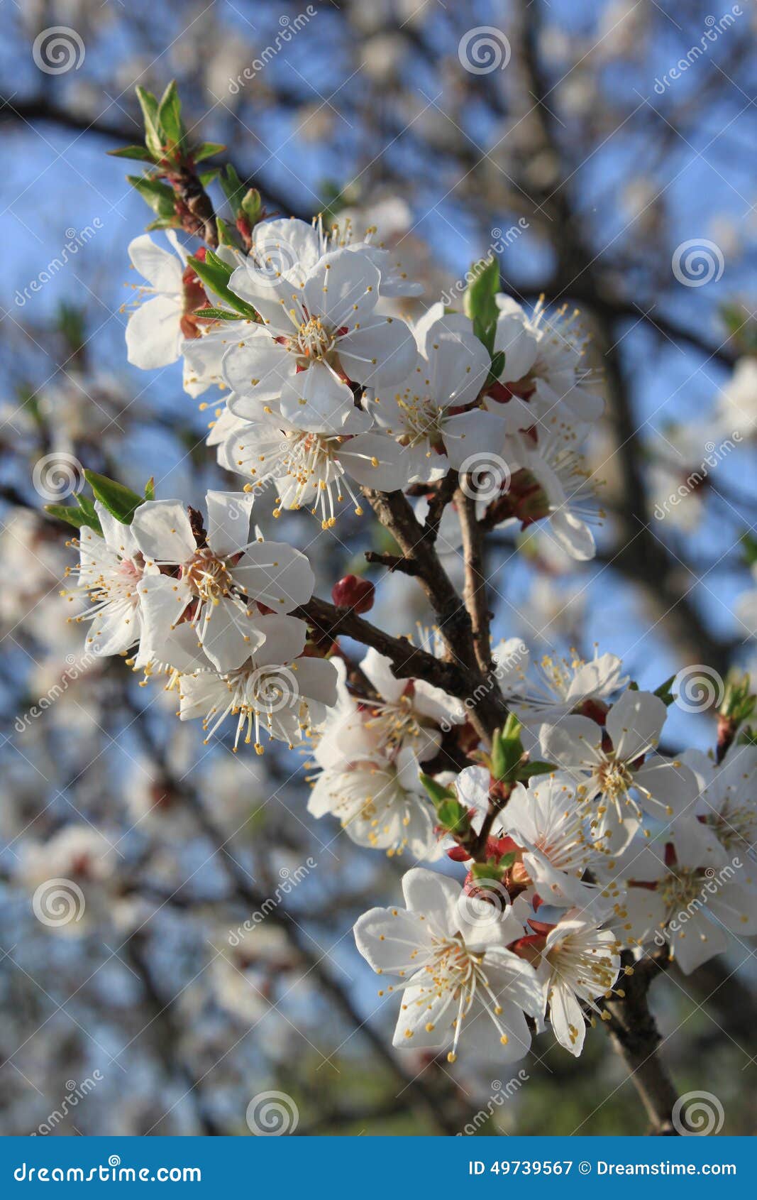 Cherry blossoms. 樱花分支 花是小的，精美，与美丽的白色瓣 它是春天一个真正的奇迹