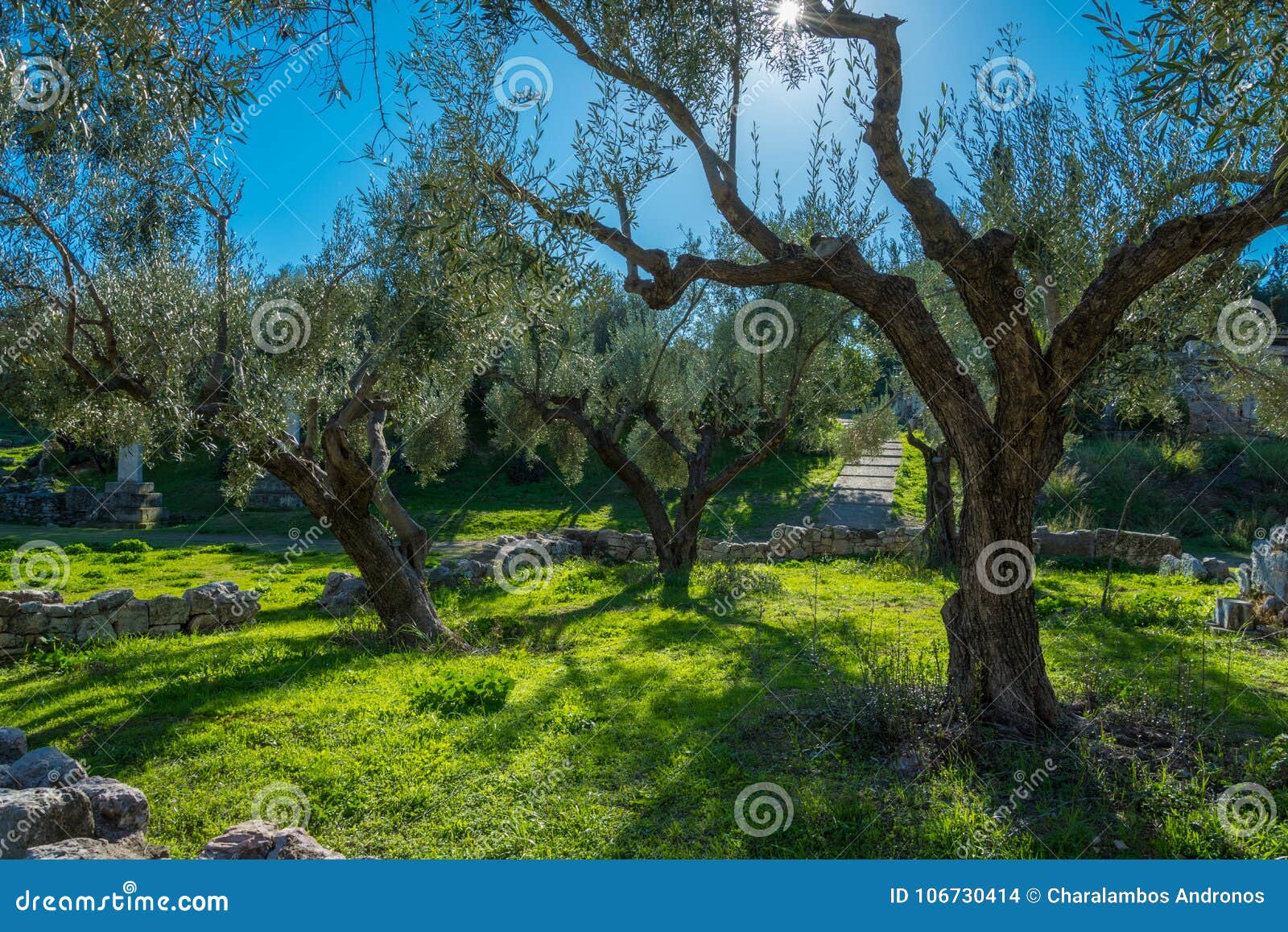 古老橄榄树小树林在希腊 库存图片. 图片 包括有 乡下, 旅行, 许多, 超过, 结构树, 横向, 树丛 - 112362053