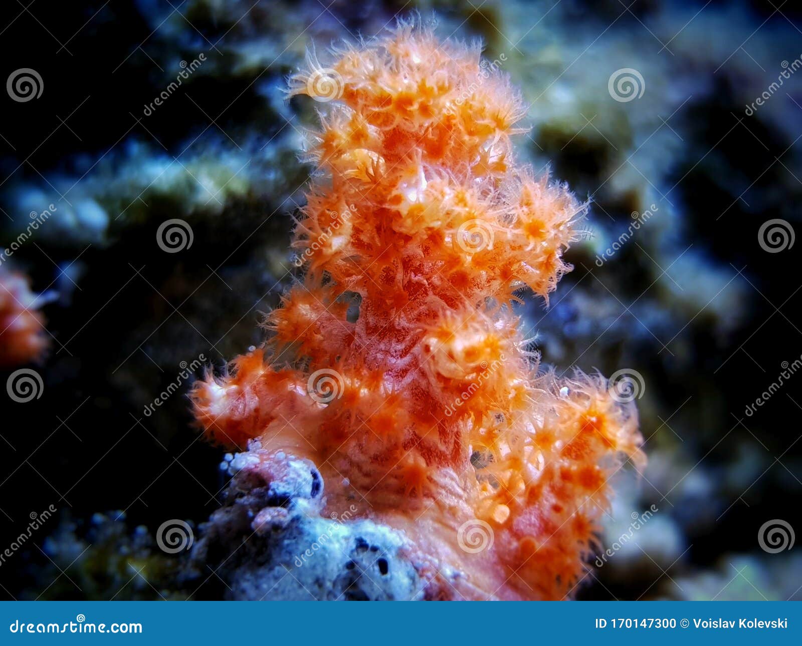 海中的橙色珊瑚_高清图片素材_北极熊素材库